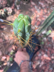 🌶️ Psycho0’ x Sina — 14” Tip