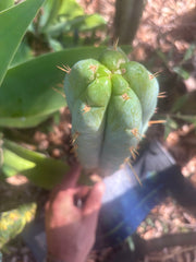 👑 Lotusland Huanu —  Frosty 12” Tip