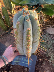 💎👑🌶️ CGG — XL 14” Bomb Pup