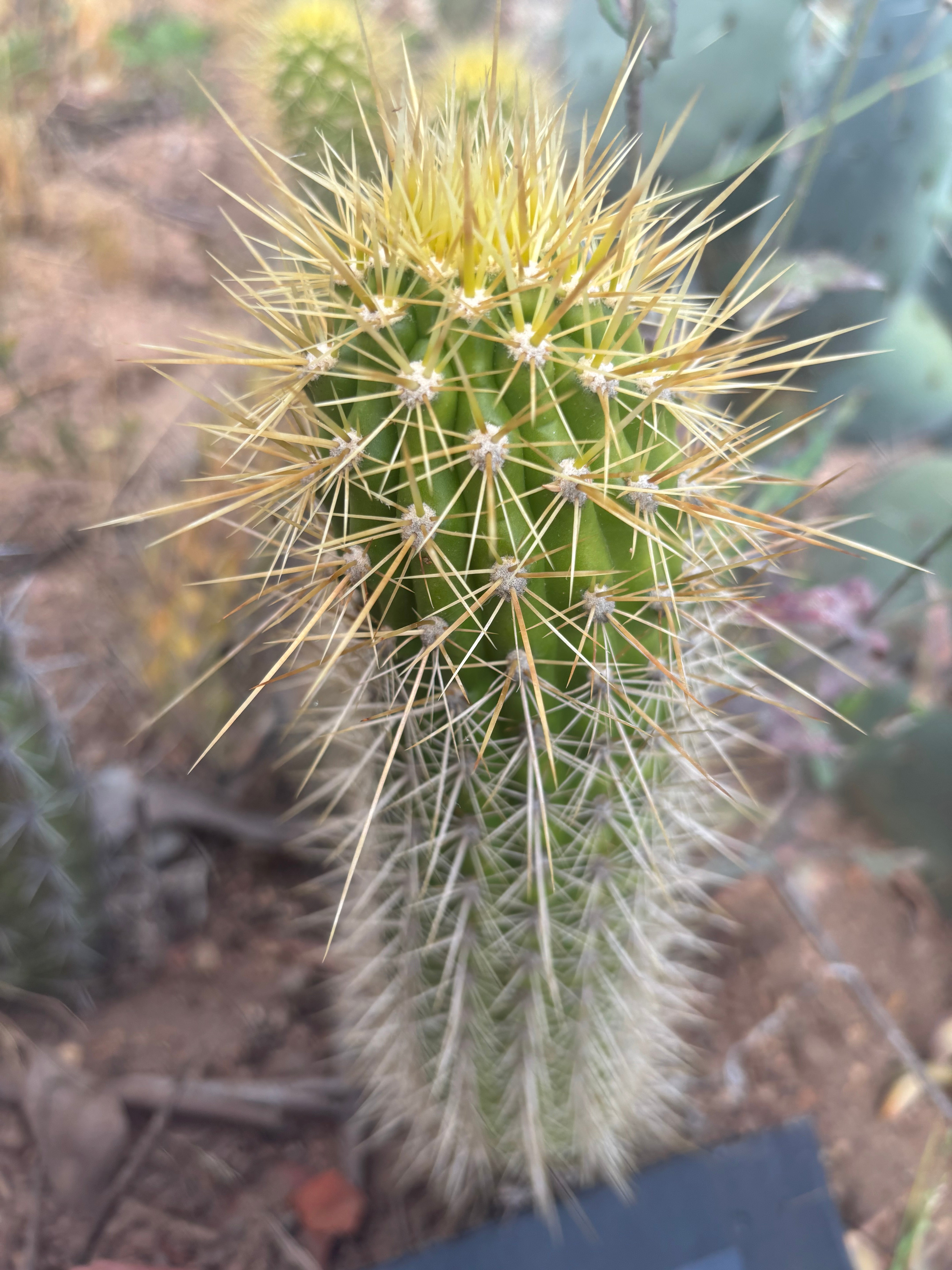 💎 T.Camarguensis  — 10” Tip
