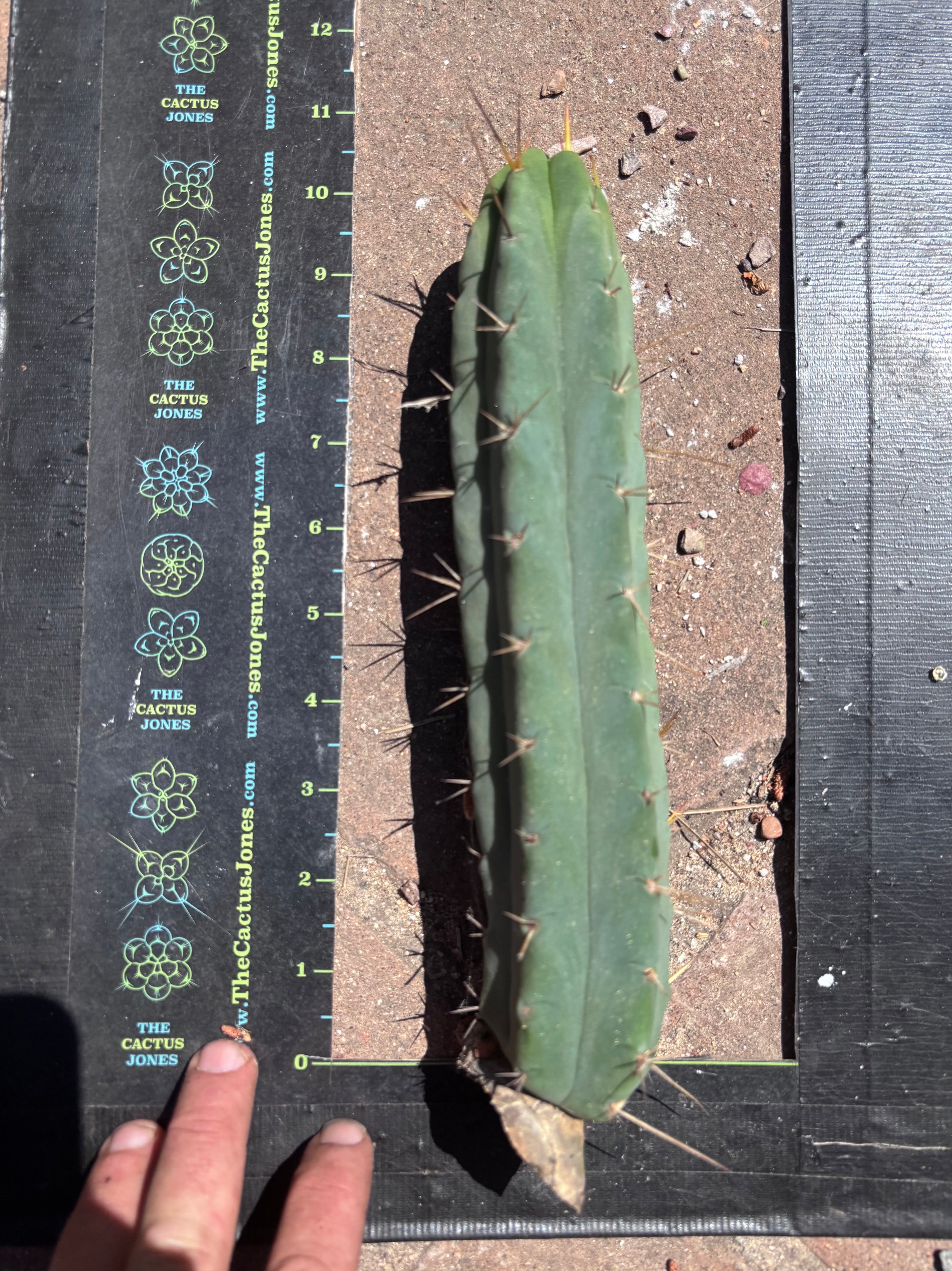 👑🌶️🌶️ Dulzura — 10” Pup