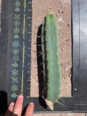 👑🌶️🌶️ Dulzura — 10” Pup