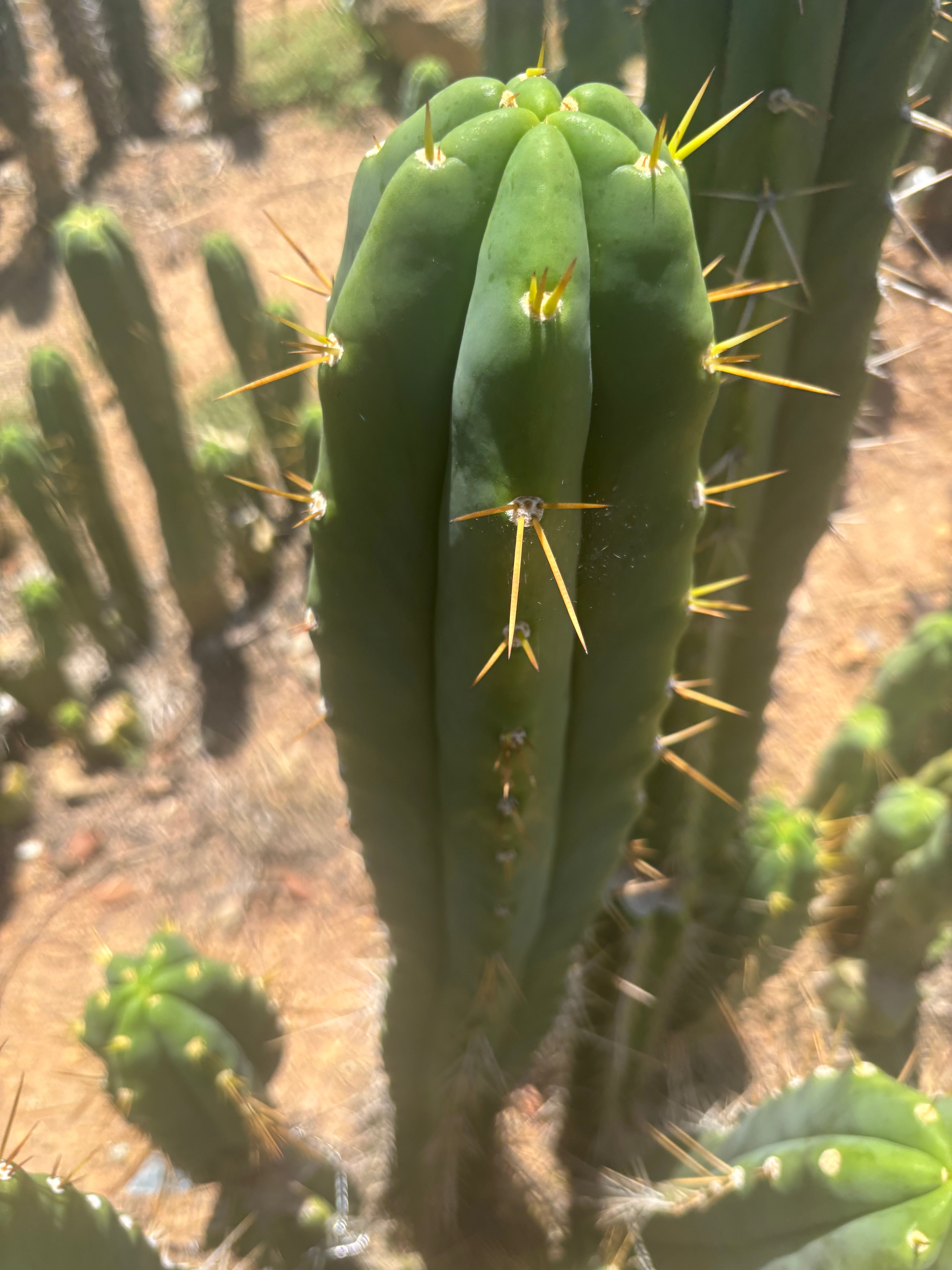 💎🌶️ Psycho0’ x SS01  — Massive 16” Tip