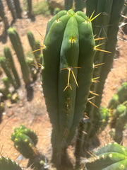 💎🌶️ Psycho0’ x SS01  — Massive 16” Tip