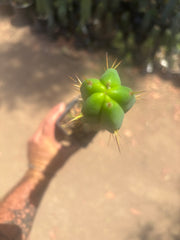 👑🌶️🌶️ Dulzura — Ugly, Rootbound and Pumping 💪15”