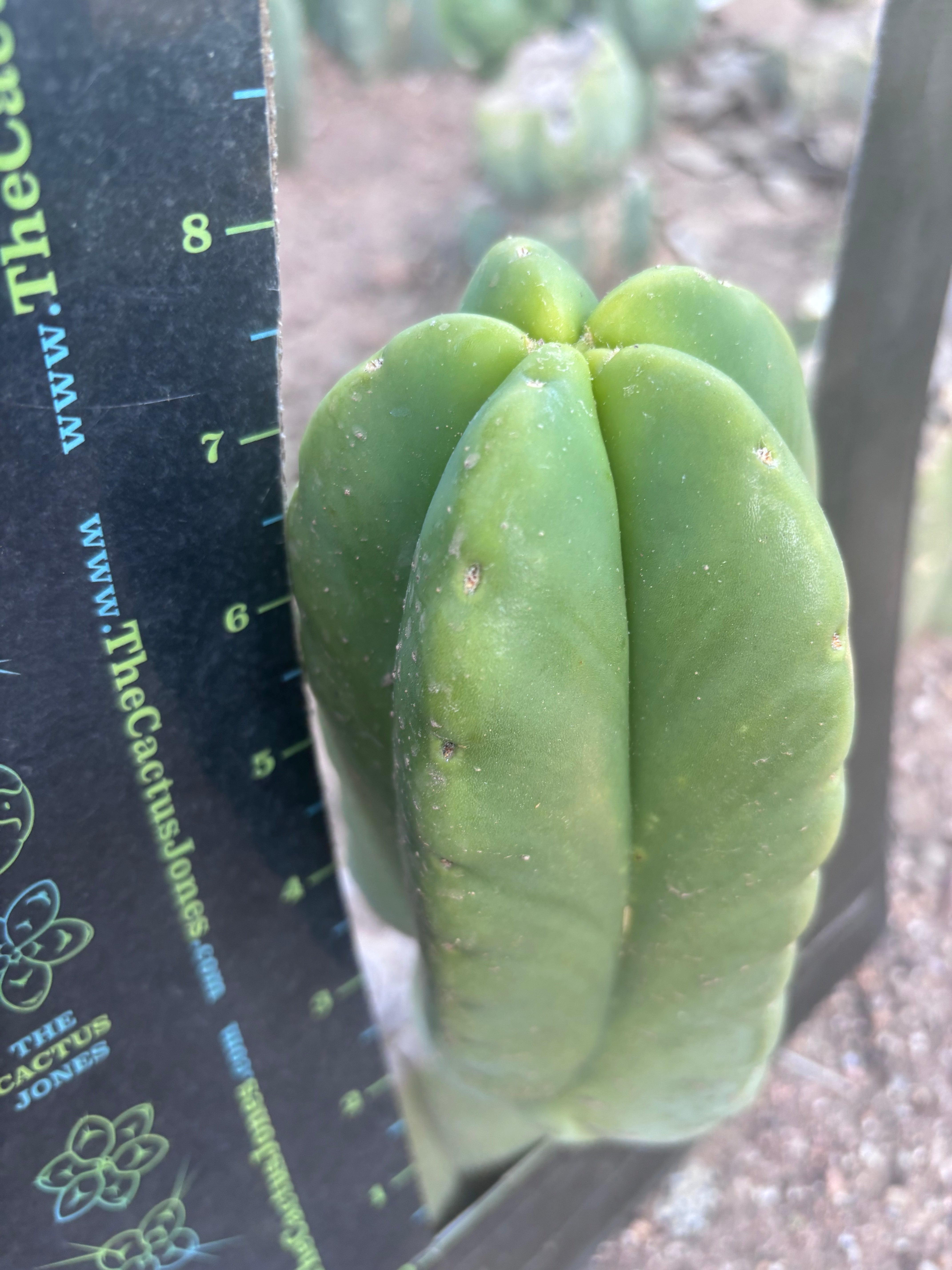 💎👑💎🌶️ Ferah! — Fat 8” Pup