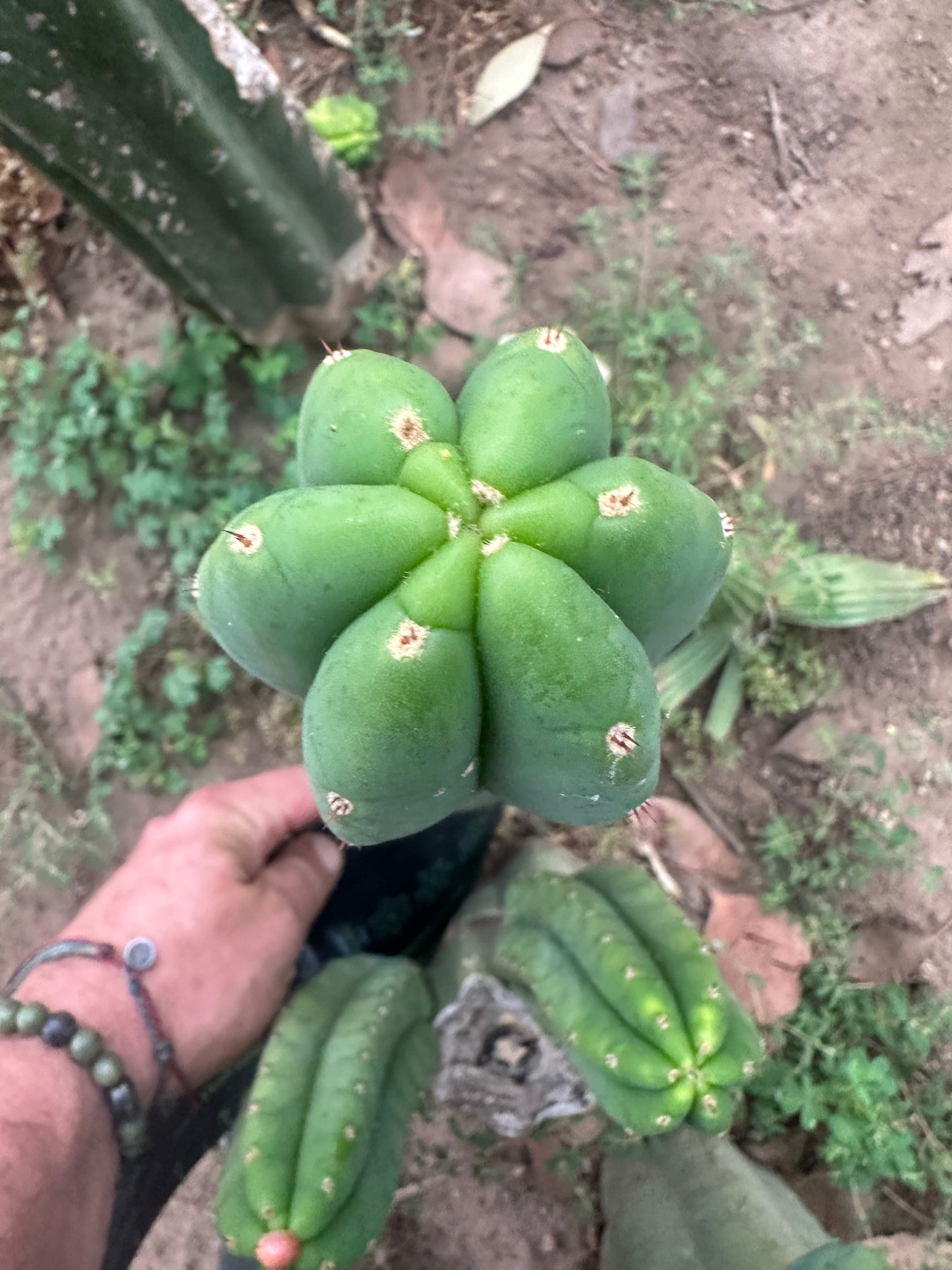 -👑🌶️🌶️ Another Drop, Another Ogun —  12” Pup