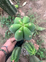 -👑🌶️🌶️ Another Drop, Another Ogun —  12” Pup