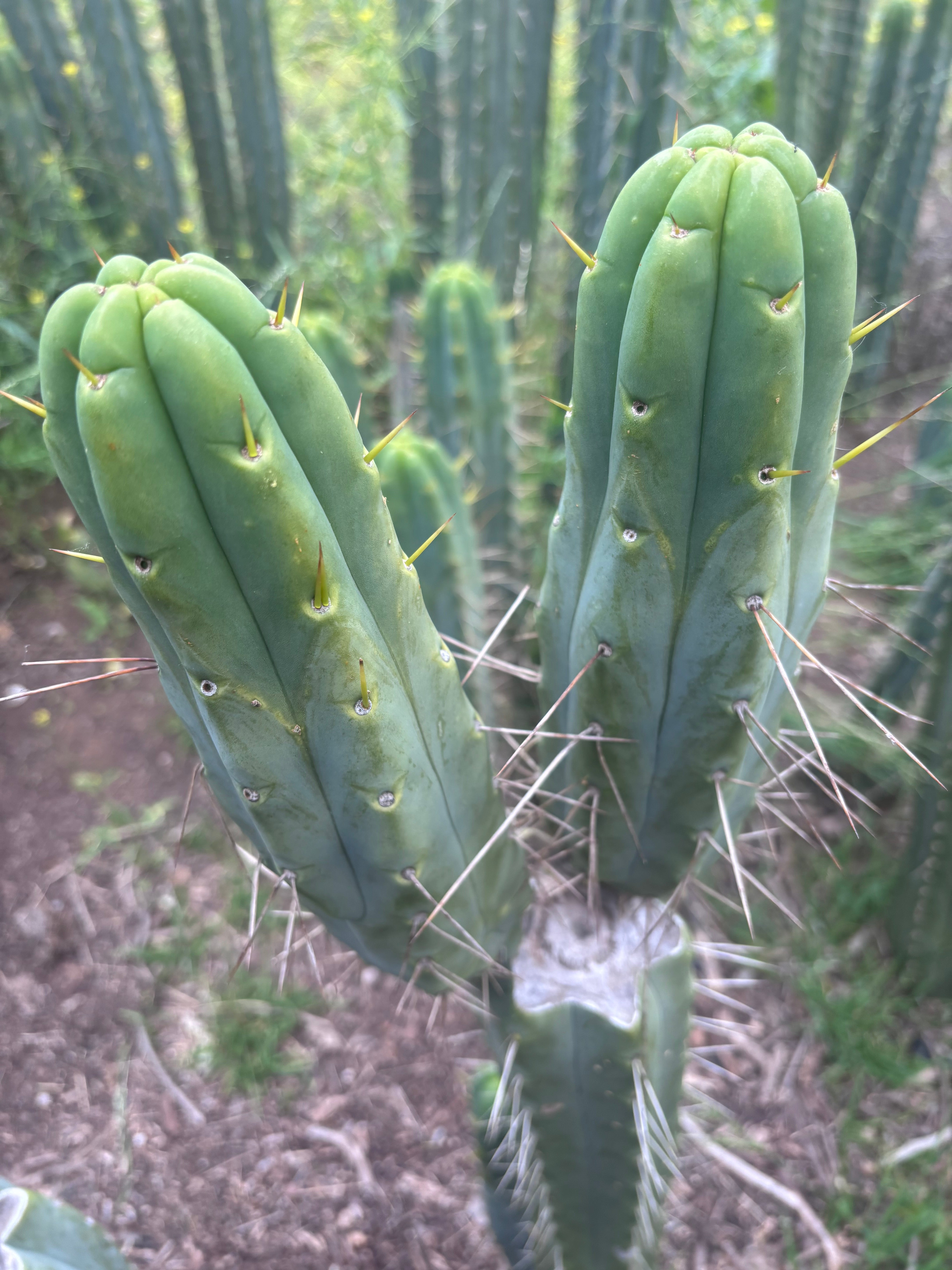 👑🌶️ BBB — 10” Pups
