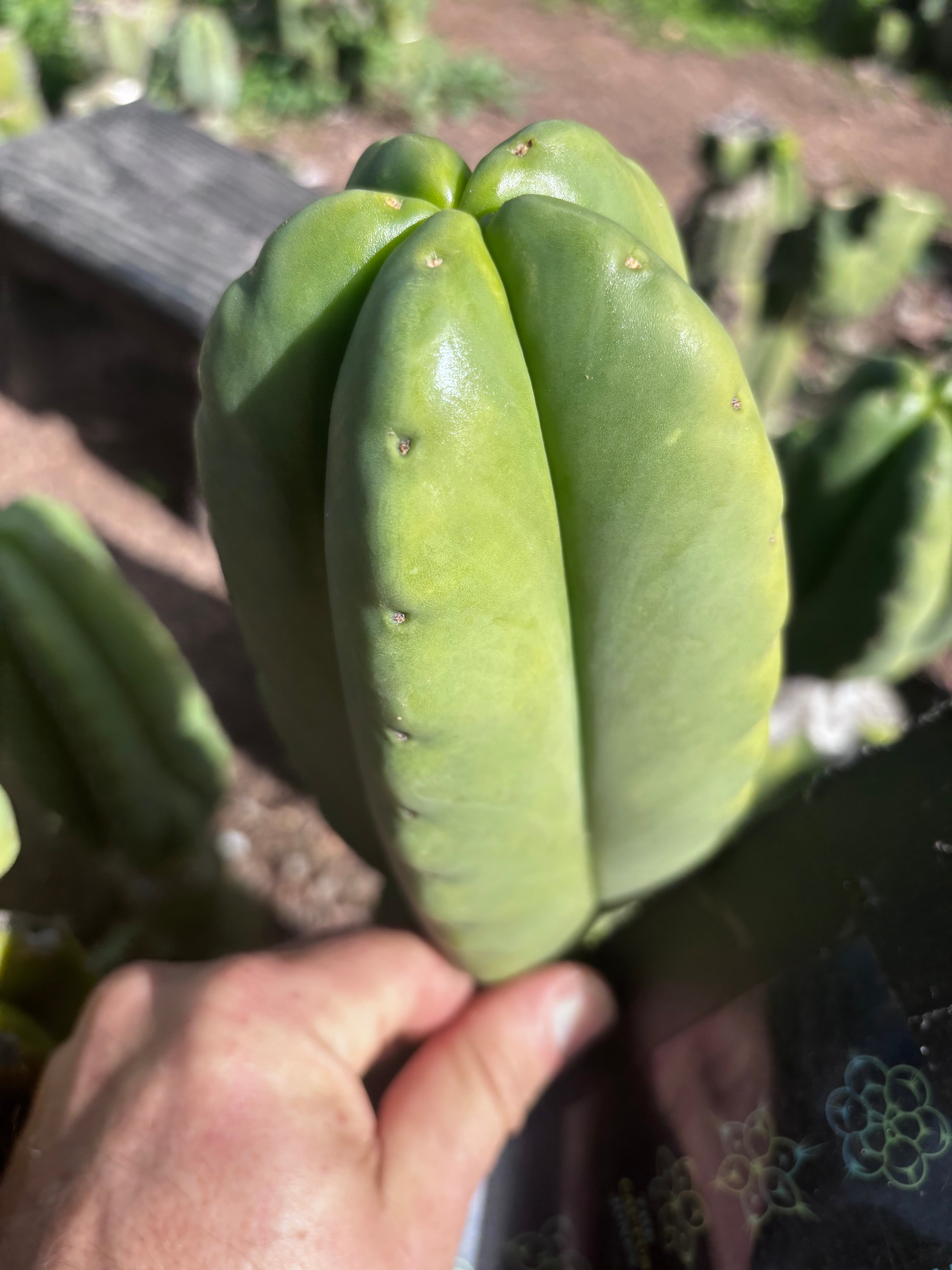 💎👑💎🌶️ Ferah — Chonky 6” Tip