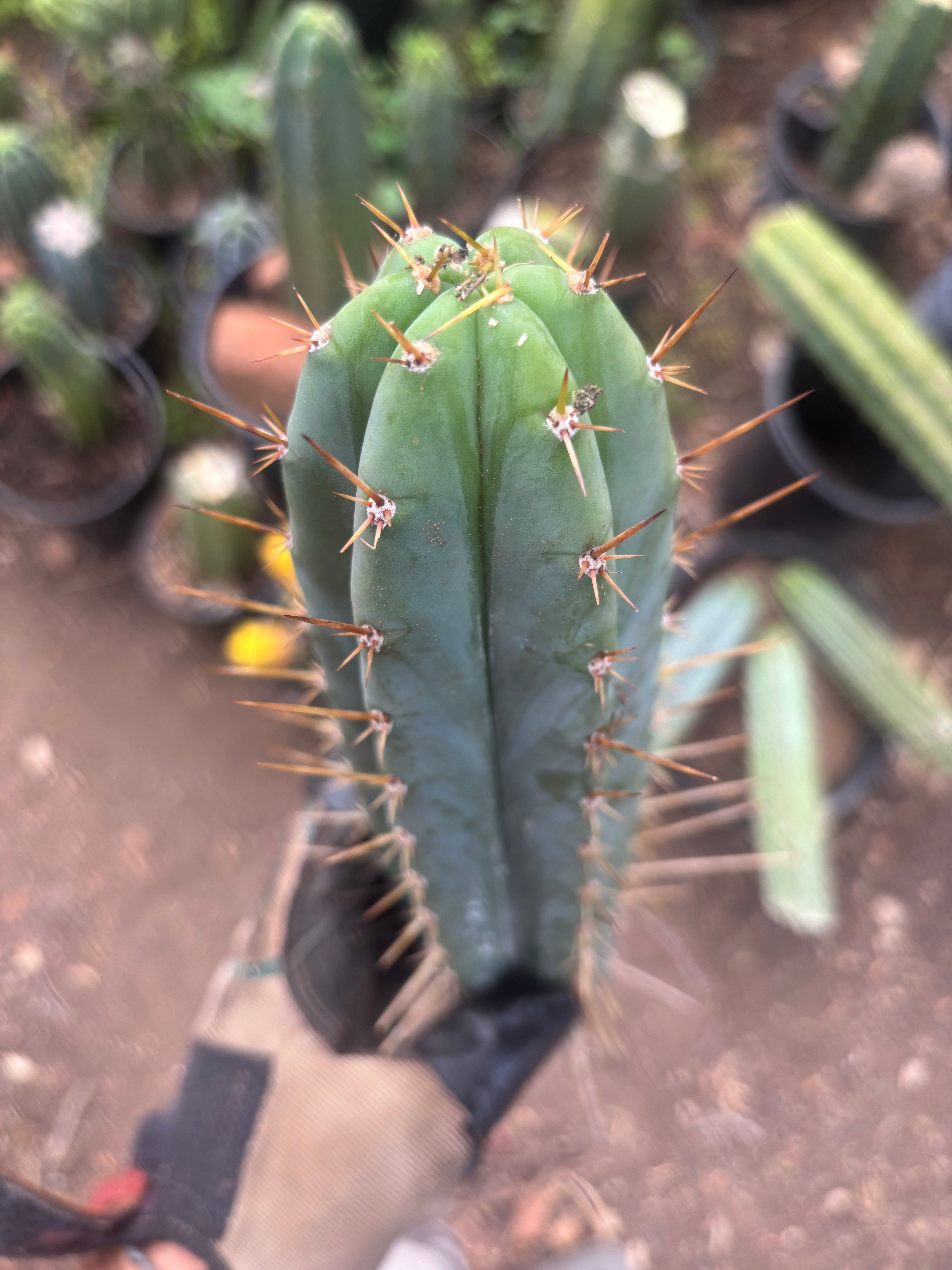👑🌶️  Kundalini Sunshine — 14” Tip