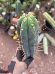 👑🌶️  Kundalini Sunshine — 14” Tip