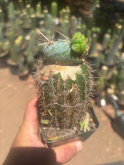 💎👑💎  Nubs — Pupping Slab on Rooted Spachianus