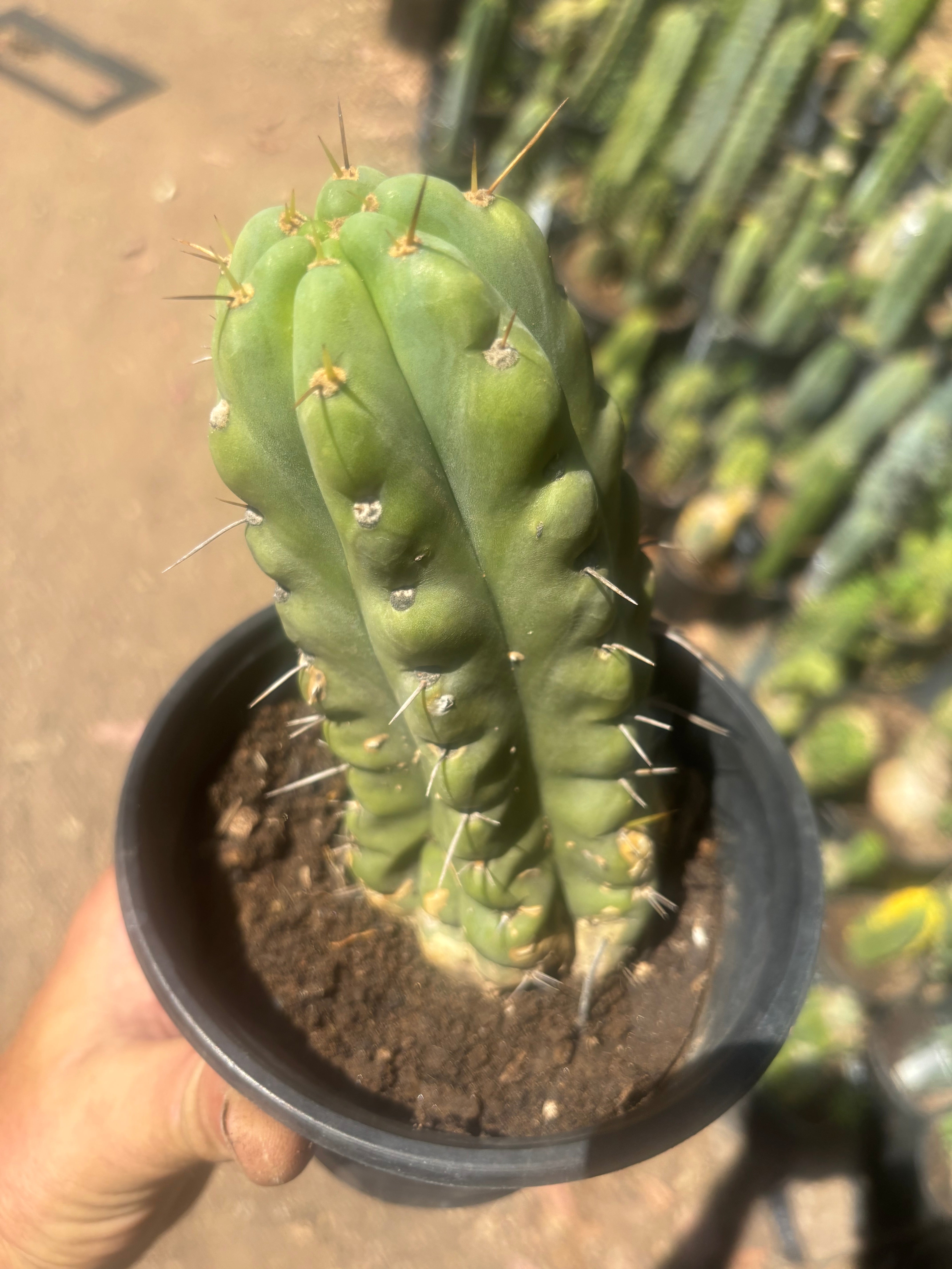 💎💎🌶️🌶️ NOM — Rooted 8” Pup