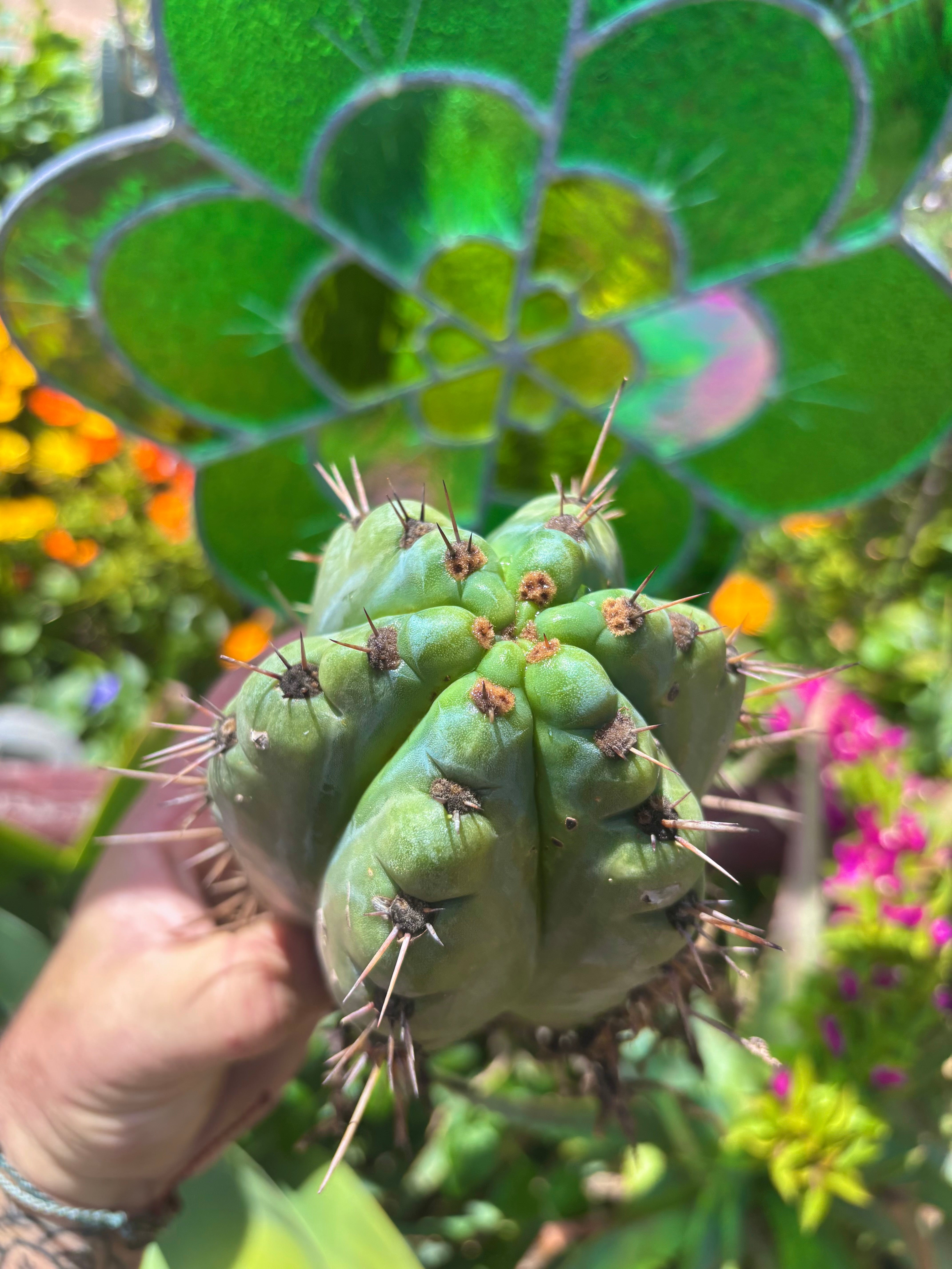 💎👑💎 Papa Smurf — Fat Rooted 8” Notch Bomb