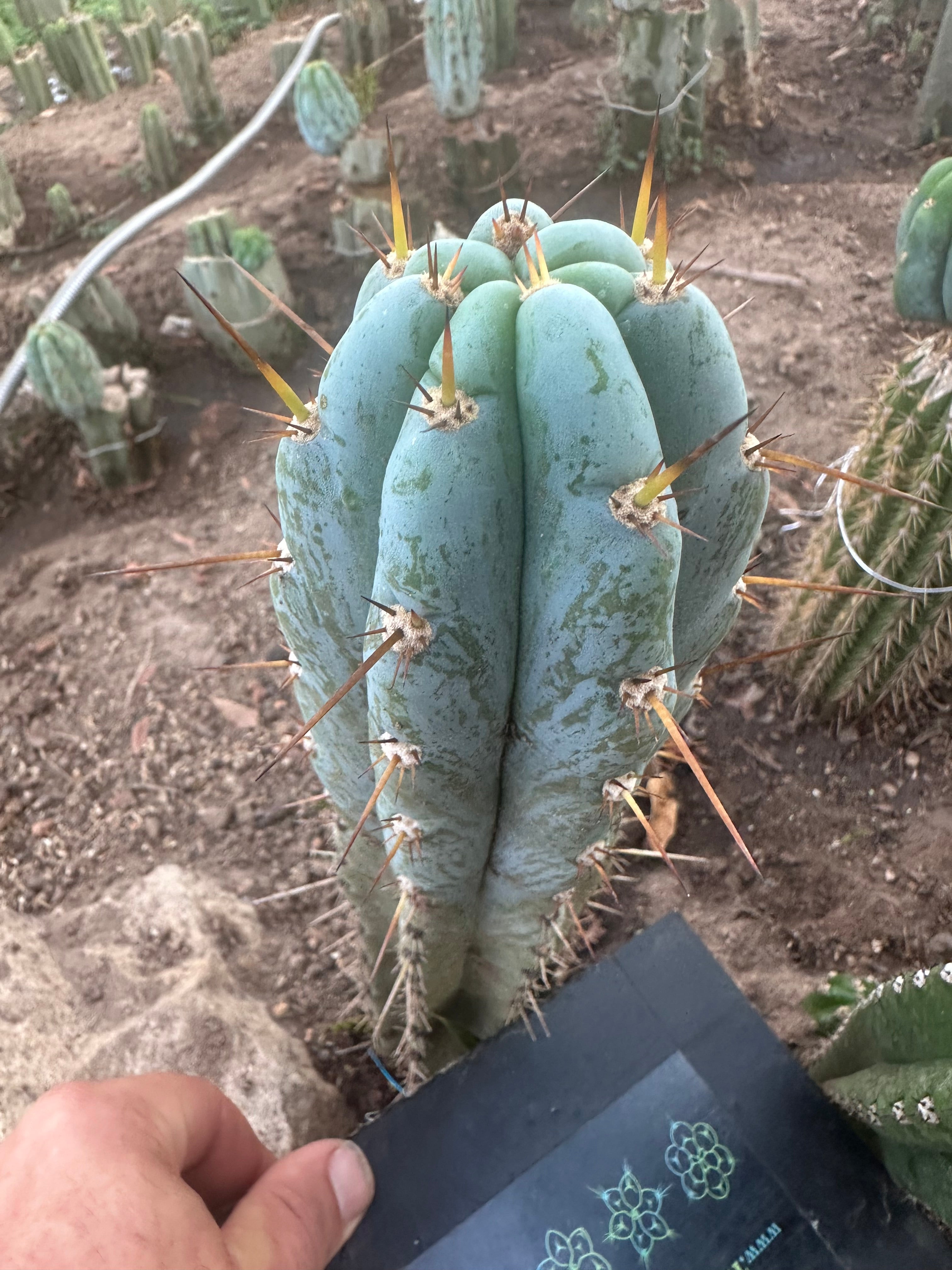 👑💎 Len — 9” Tip