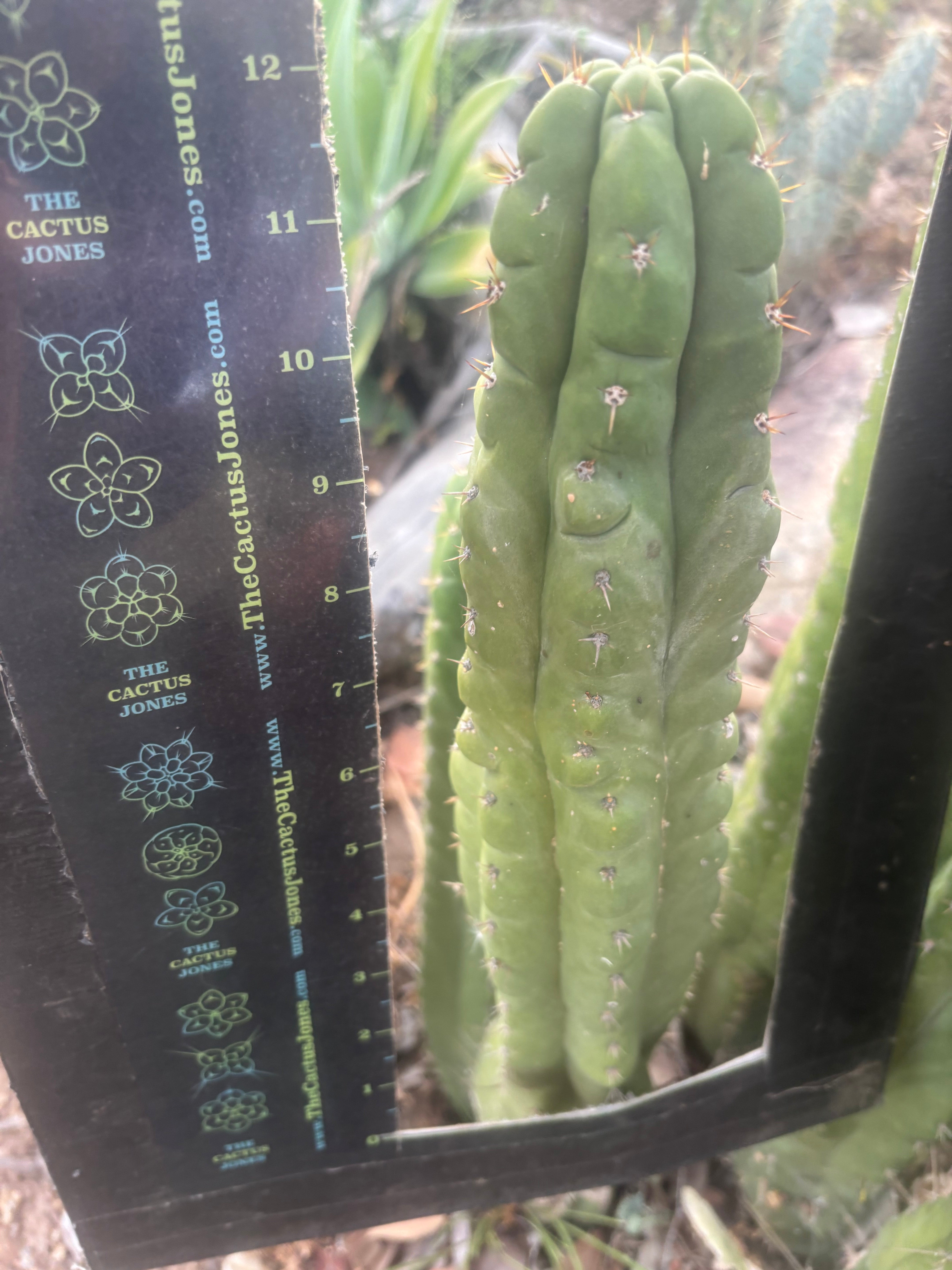 Custom Listing for Jeff H