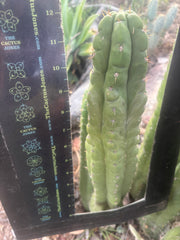 Custom Listing for Jeff H