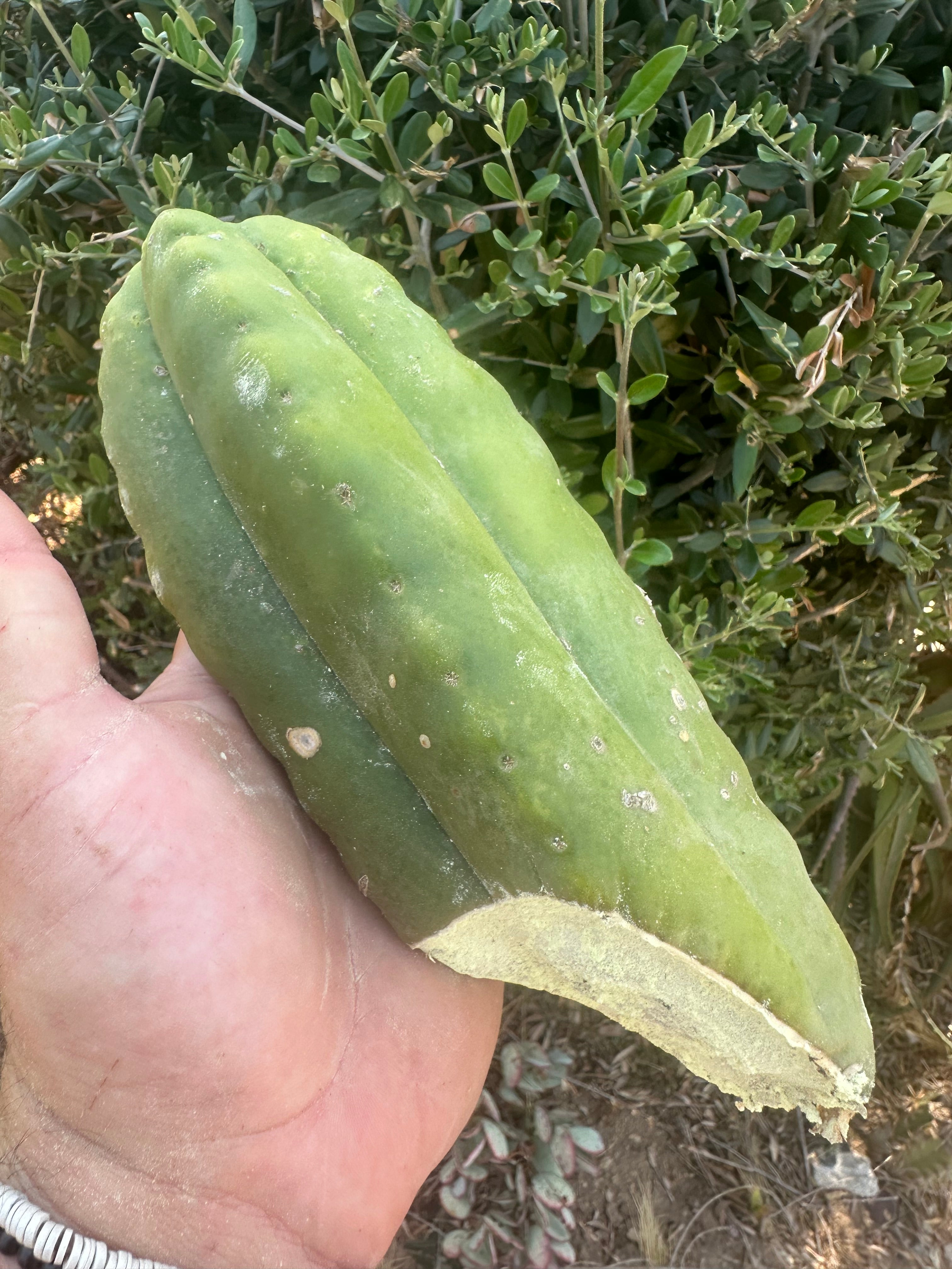 👑 Aussie Scop — 8” FourWang 💎