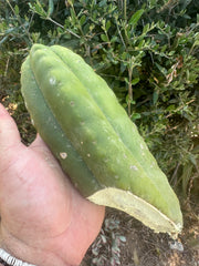 👑 Aussie Scop — 8” FourWang 💎