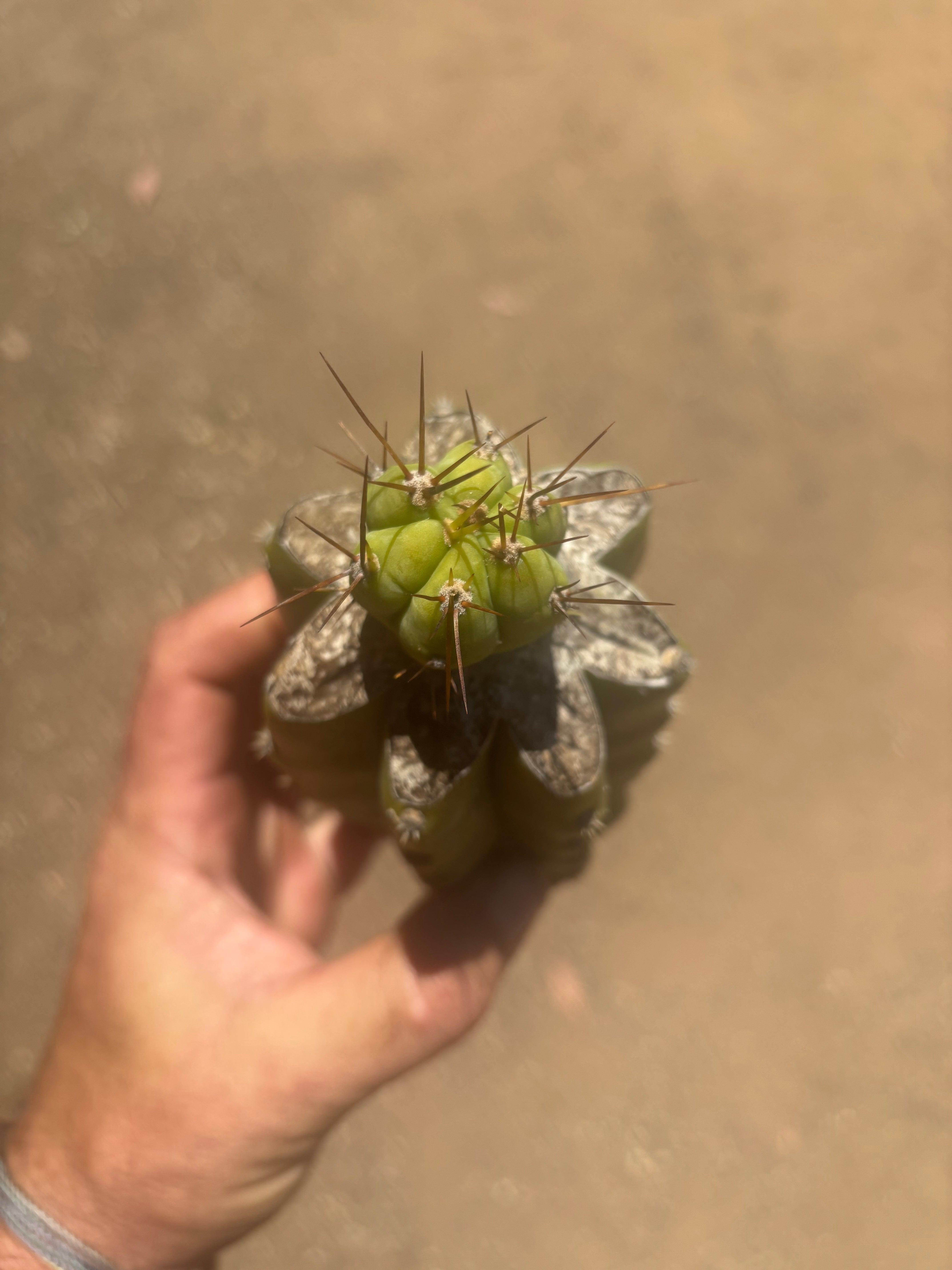 👑💎🌶️  CSD — Tip Graft on PC w/Roots