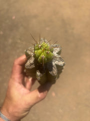 👑💎🌶️  CSD — Tip Graft on PC w/Roots