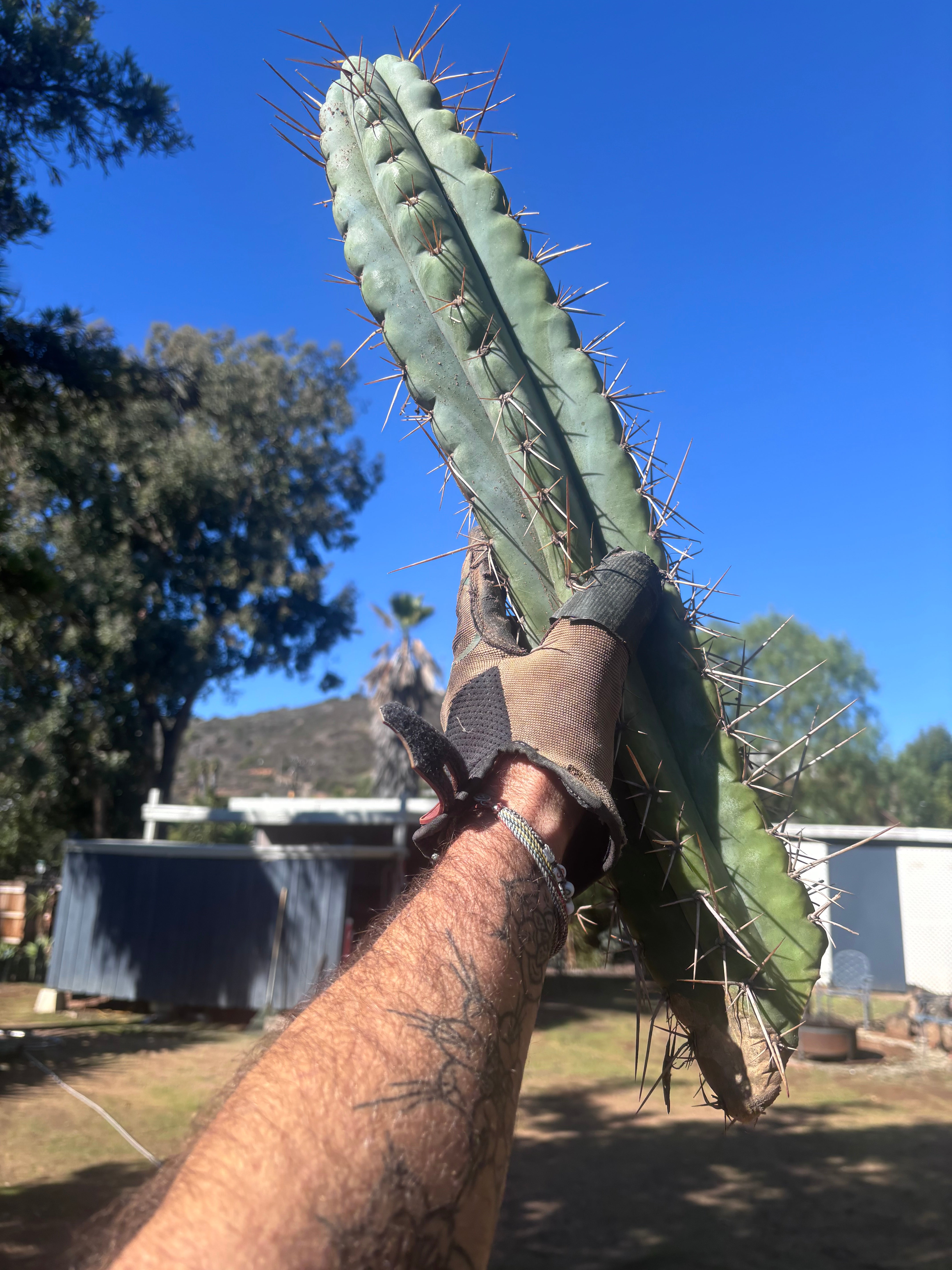 💎🌶️ Noid of the Moment — XXL 22” Tip