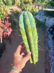 👑 Icaros — 14” Tip