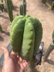 💎👑💎🌶️ Ferah — Massive 10” Melon!
