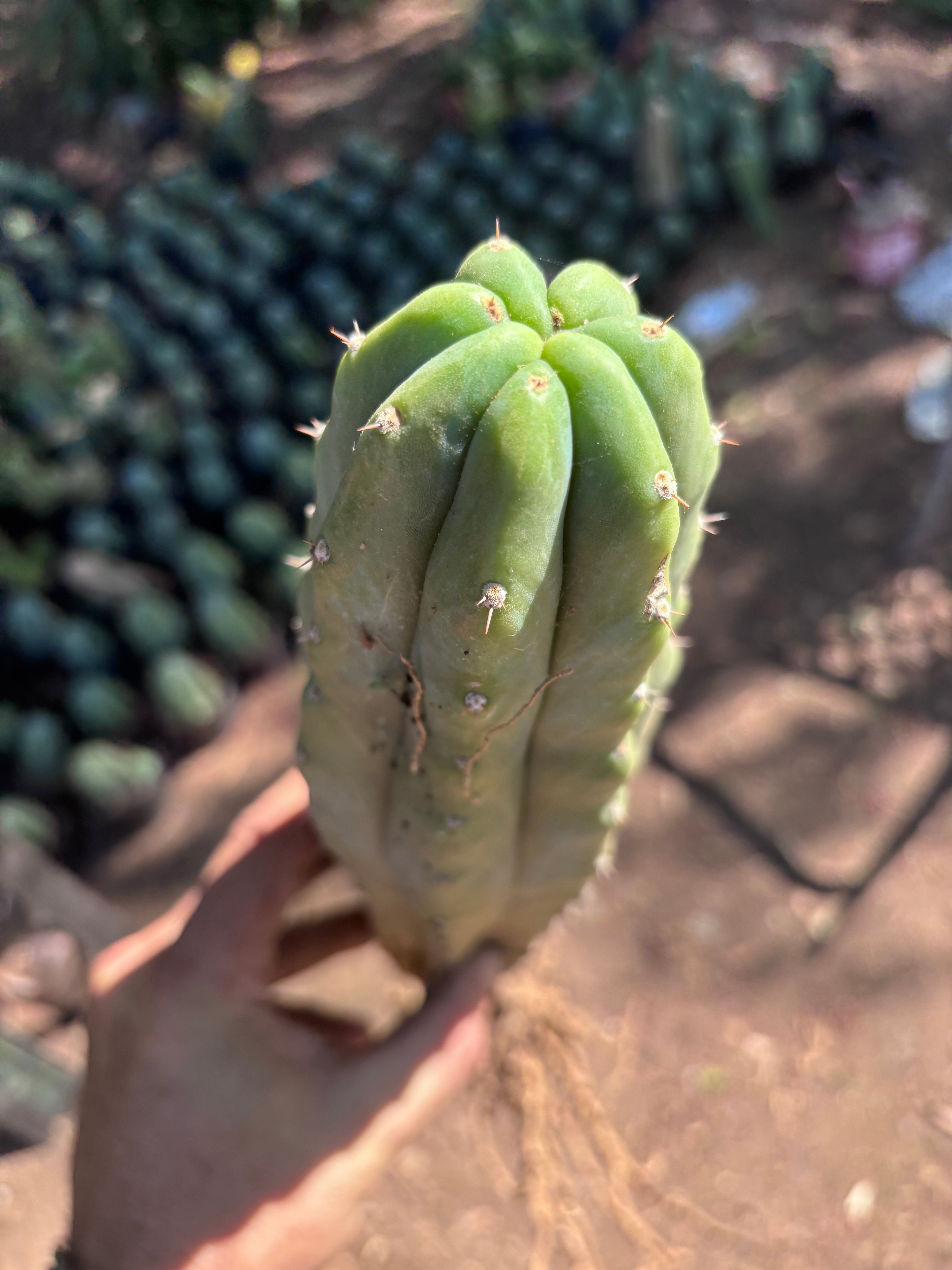 👑🌶️🌶️ Landfill — XL Rooted 16”