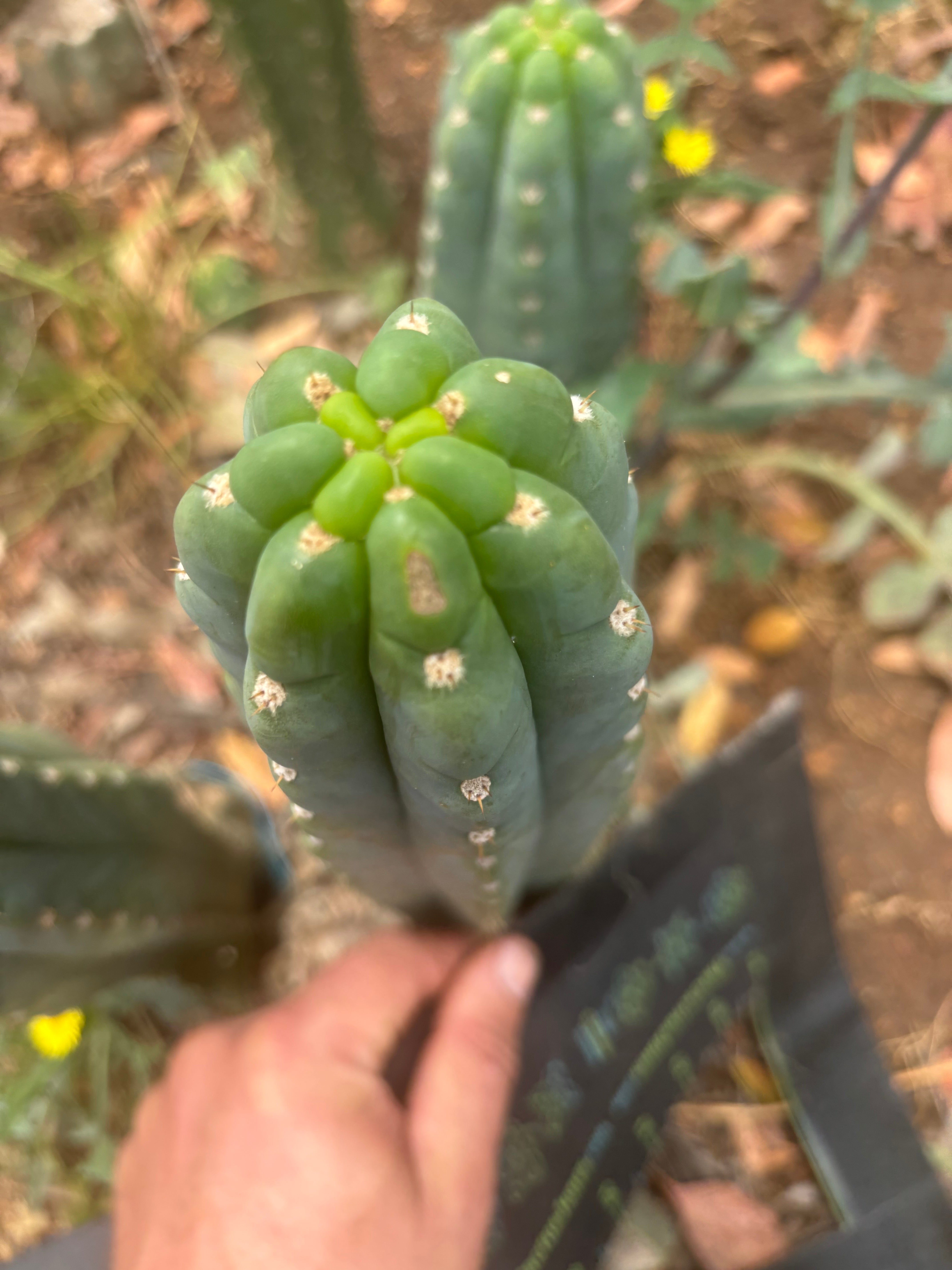 👑🌶️  Ichoca — 8” Tip