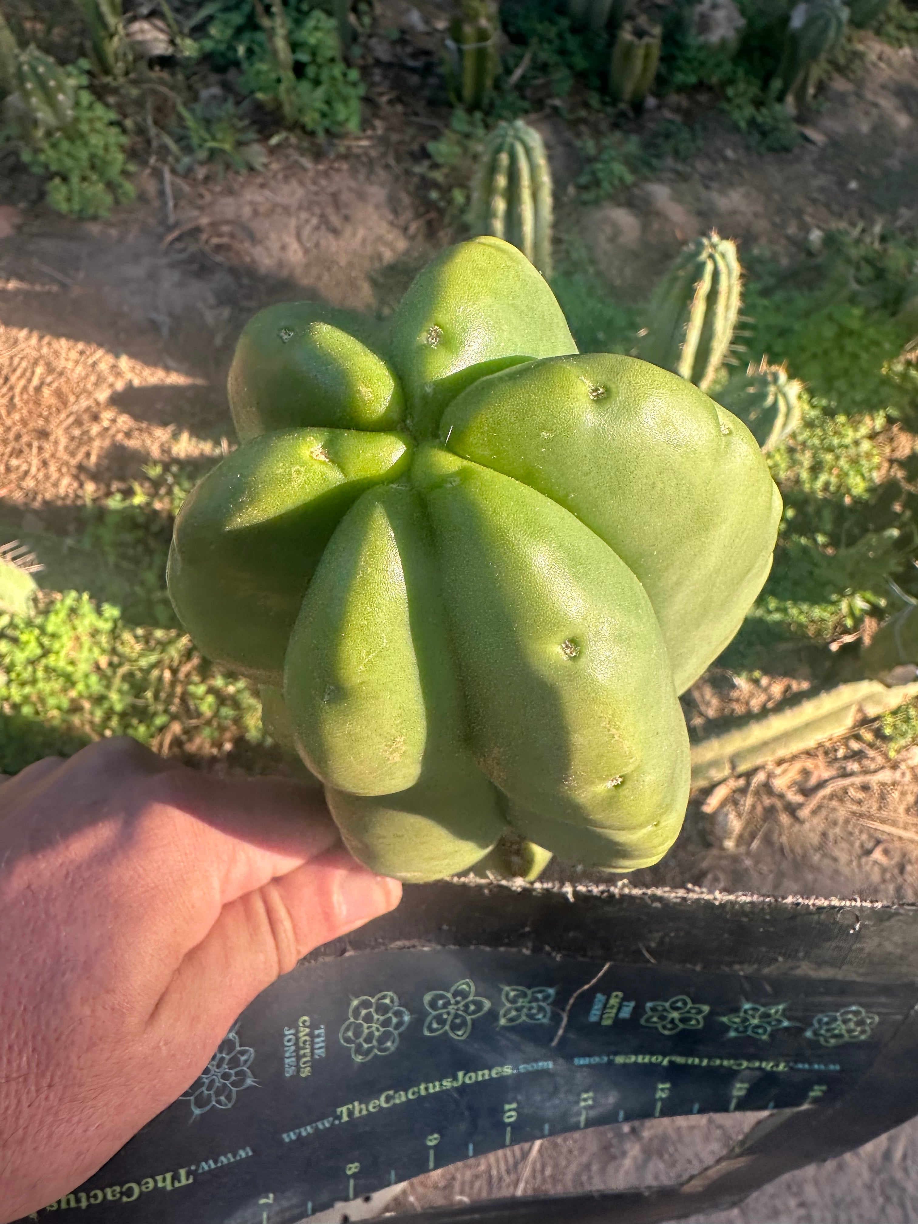 💎👑💎  Ferah — Another Thick Tip