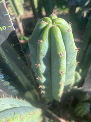 🌶️🌶️ NoidTwo — 10” Pup