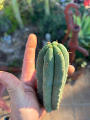 💎👑🌶️🌶️ Austy’s Bomb — 6” Pup