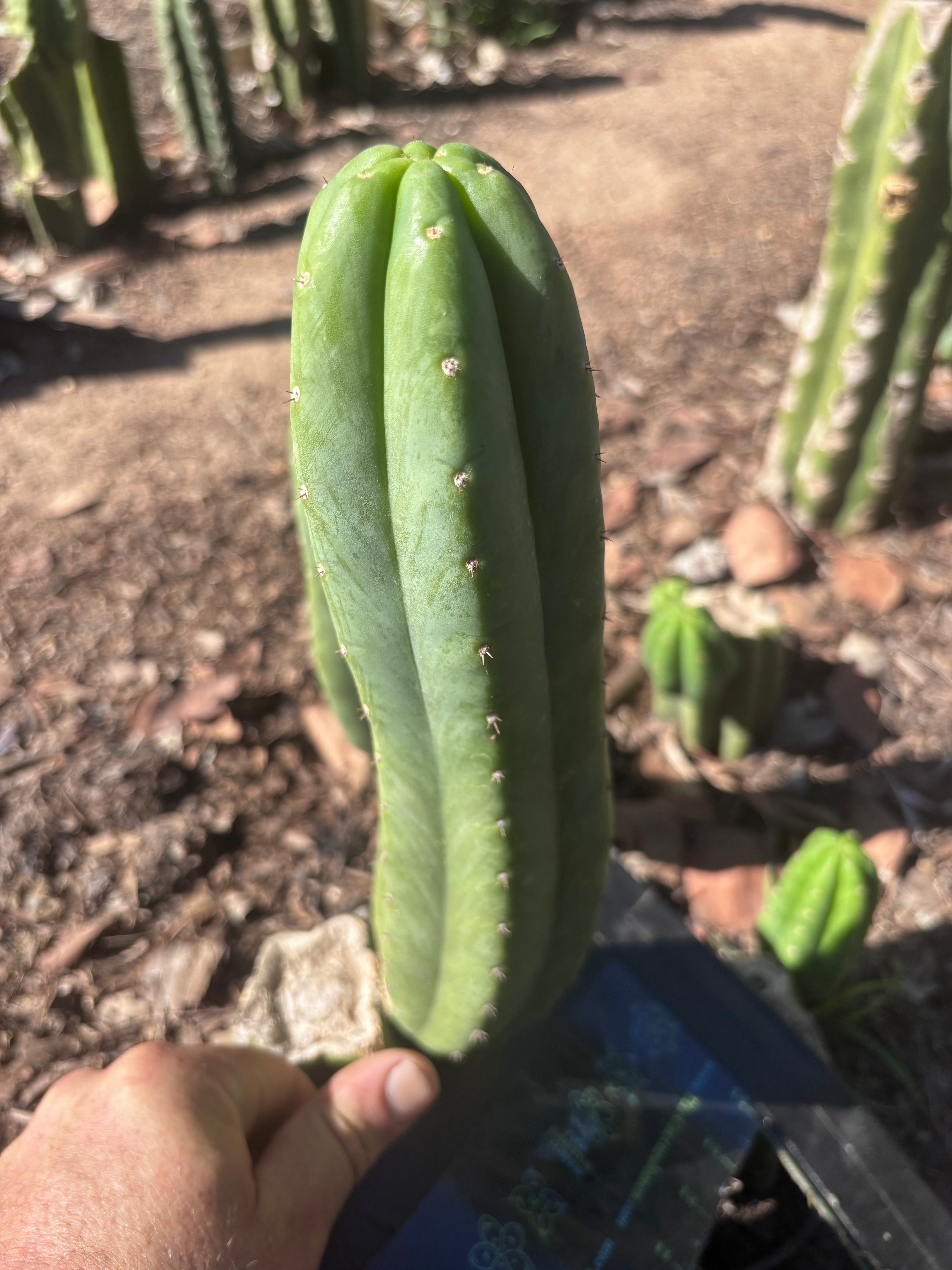 👑🌶️🌶️ Ogun — Another 11” Pup
