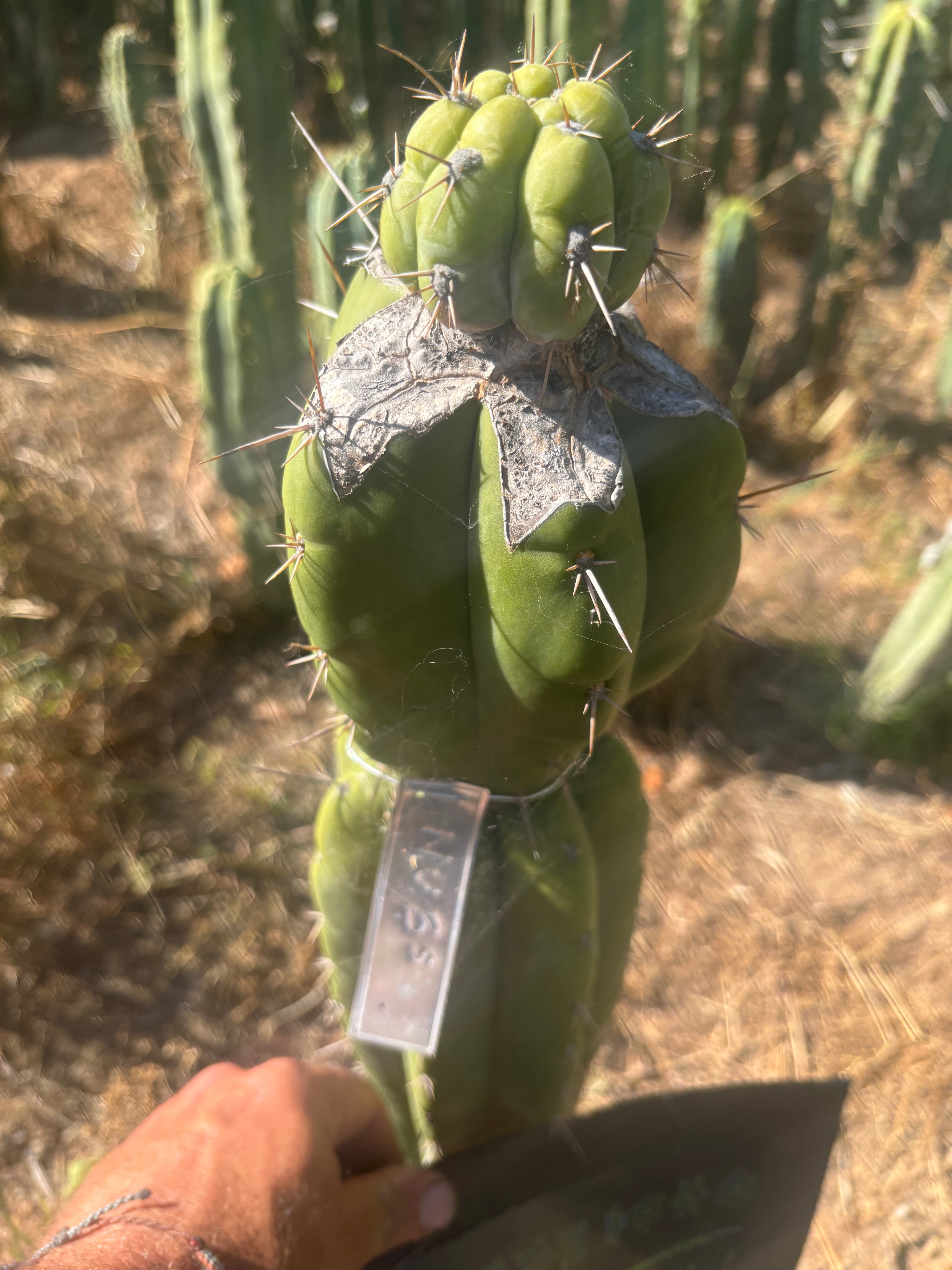 💎👑💎  Nubs! — XL Pup Graft