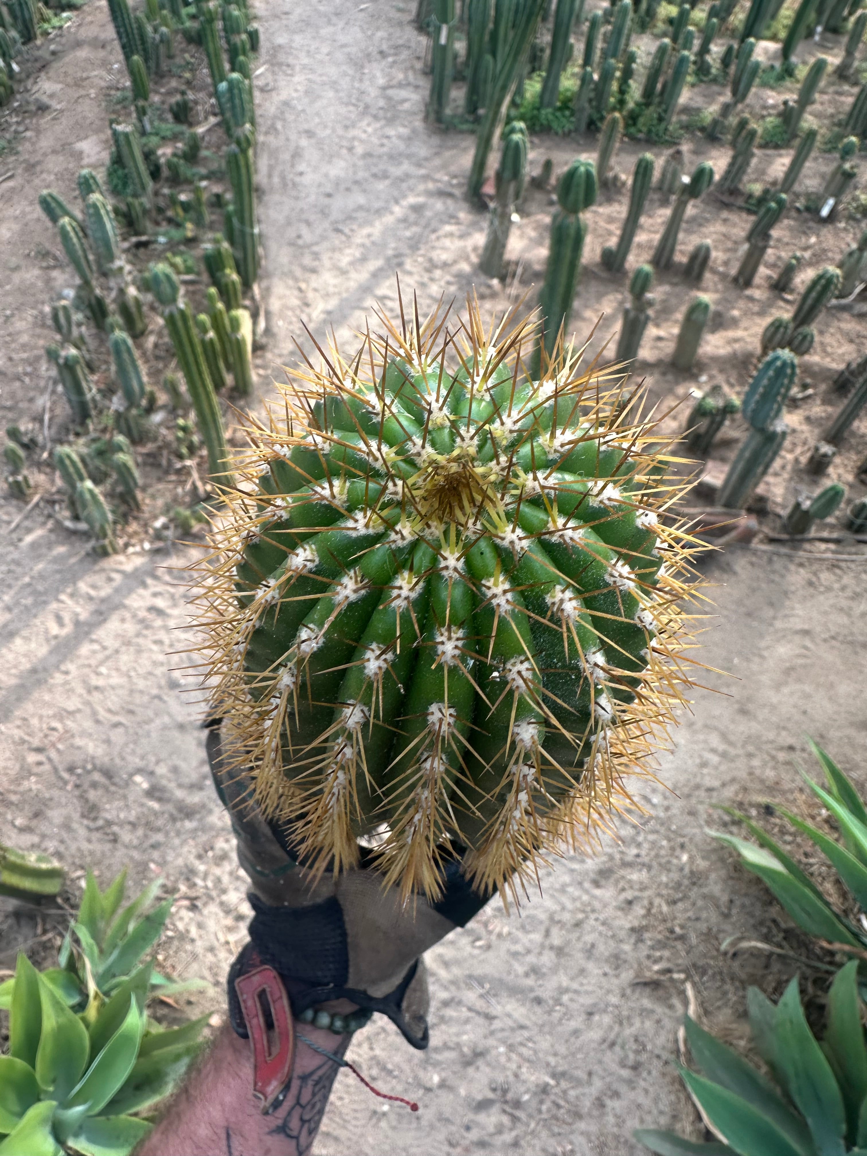 (LAST CALL) The World’s Greatest Grafting Stock — *FAT* 10” Tips (Pre-Order)