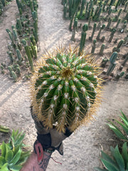 (LAST CALL) The World’s Greatest Grafting Stock — *FAT* 10” Tips (Pre-Order)