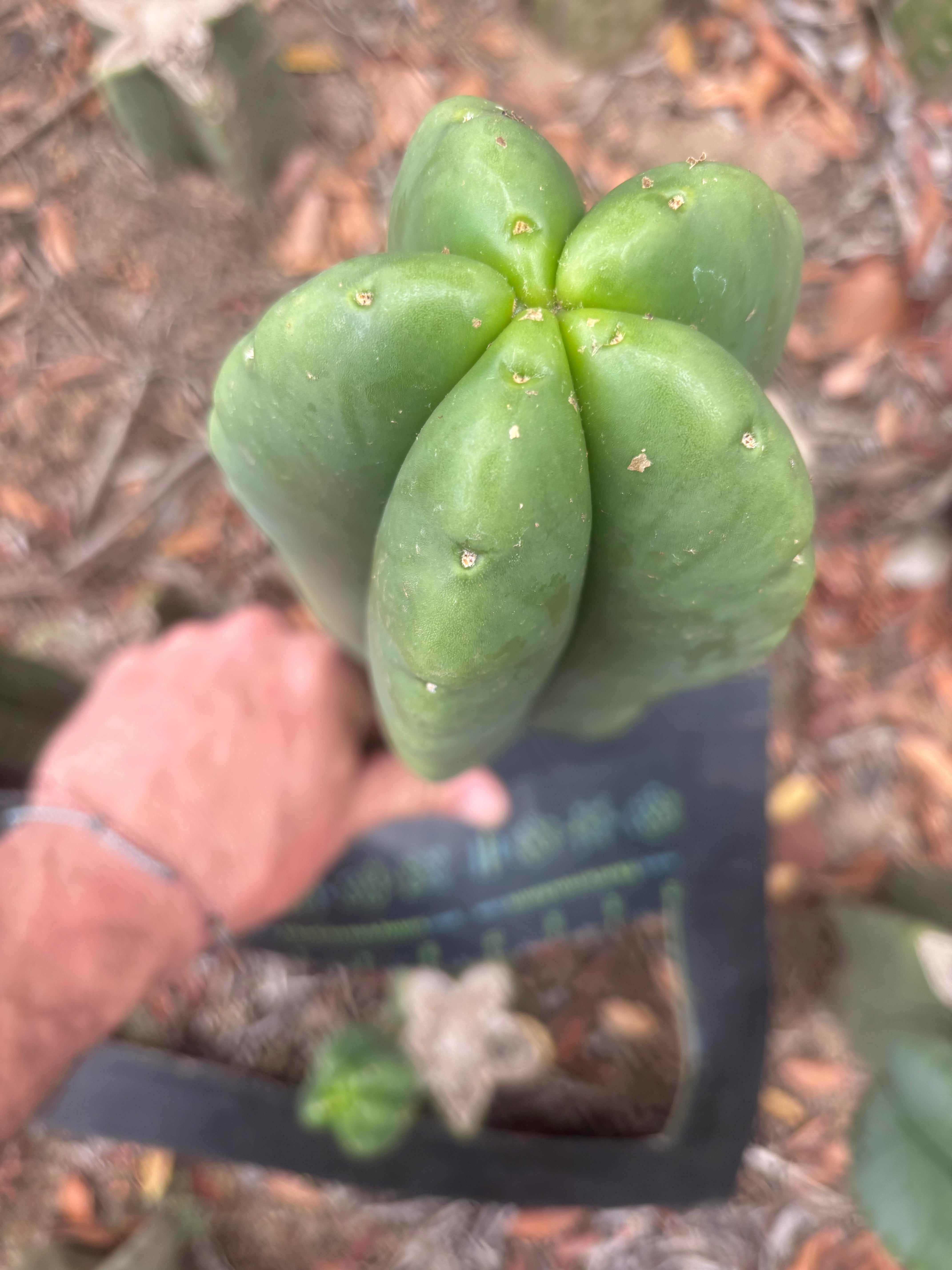 💎👑🌶️ Ferah — FAT 10” Pup