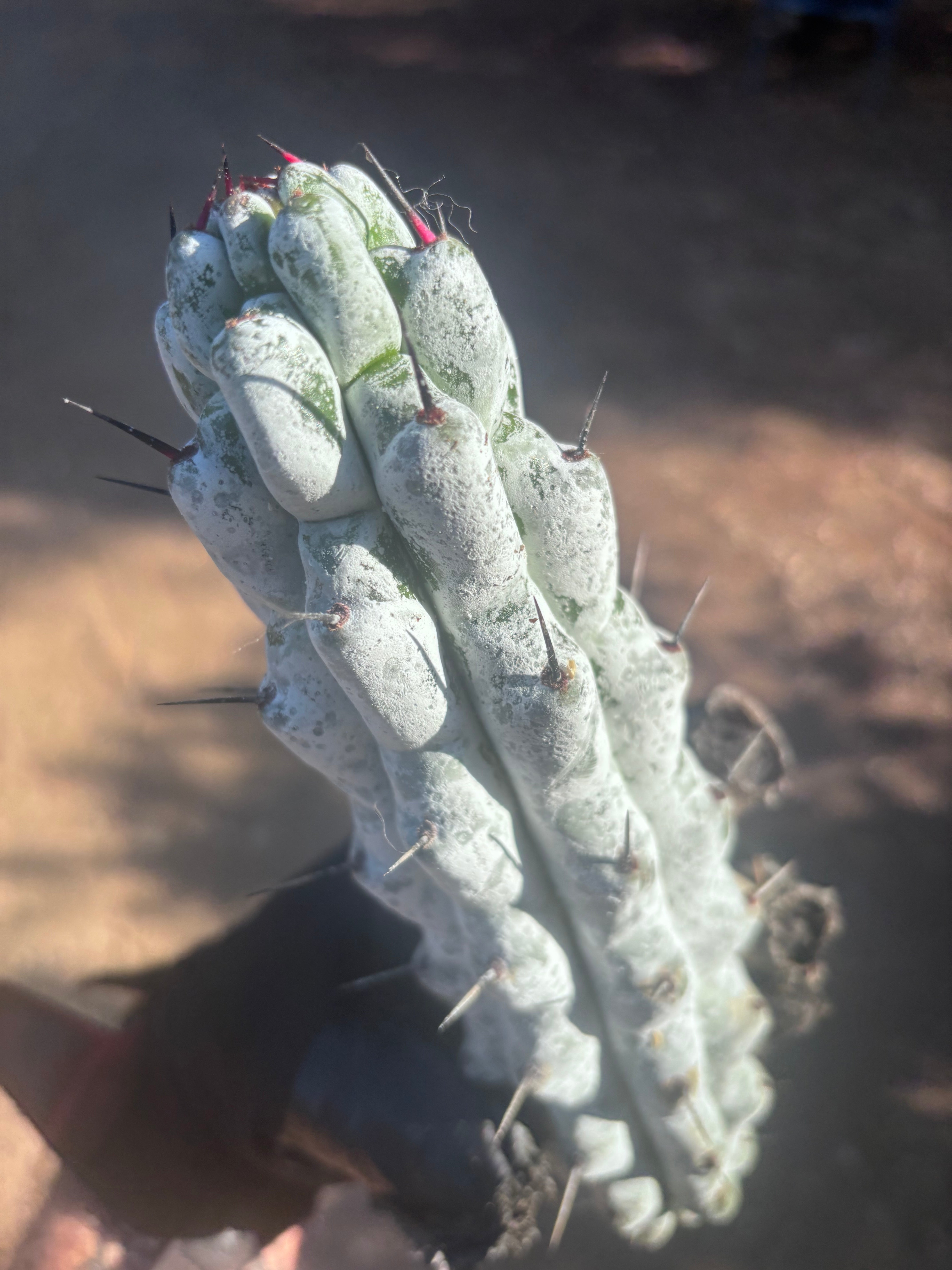 Stenocereus Beneckei — 10” Pup