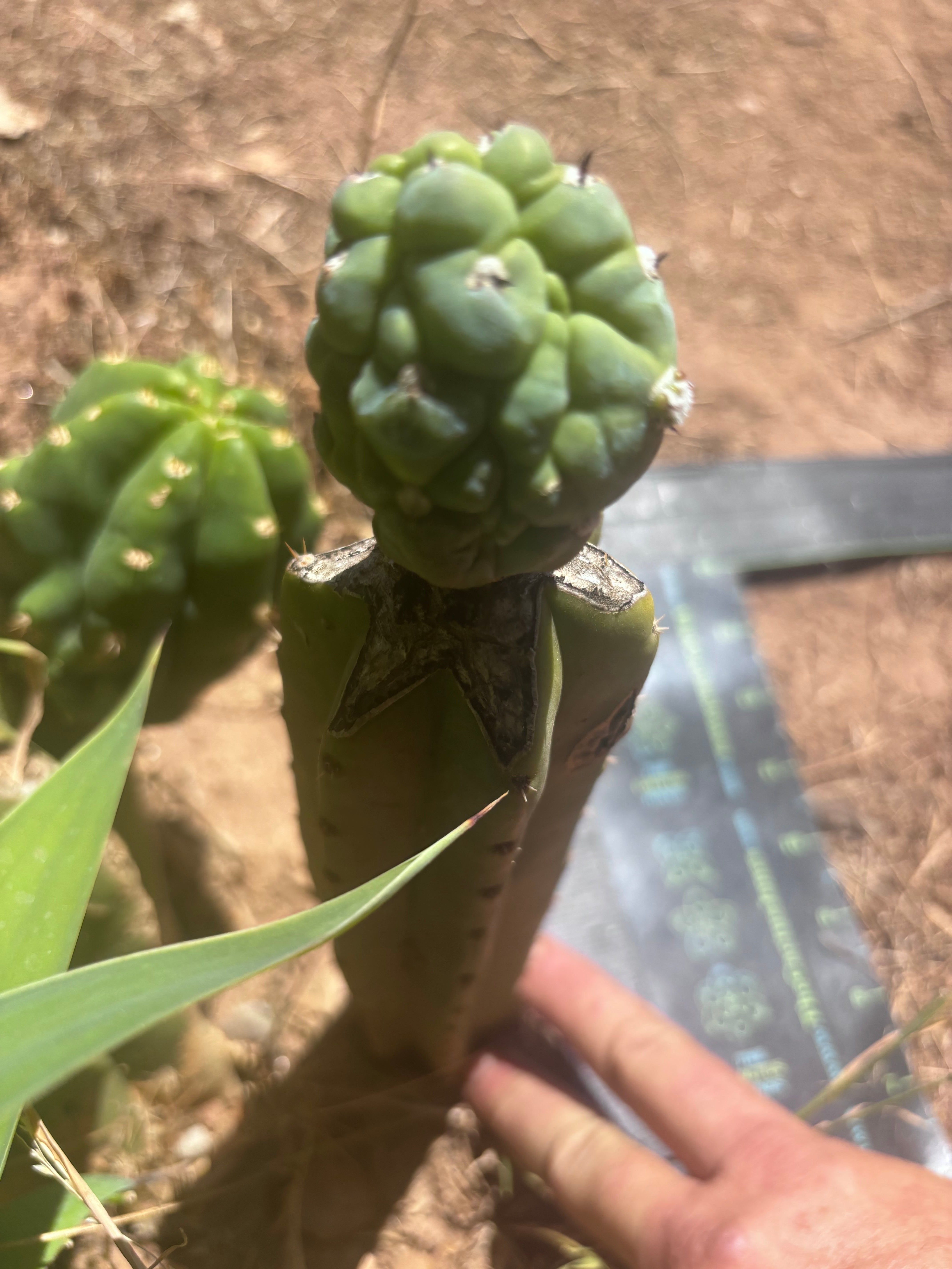 👑💎 Glorp — Rooted Graft