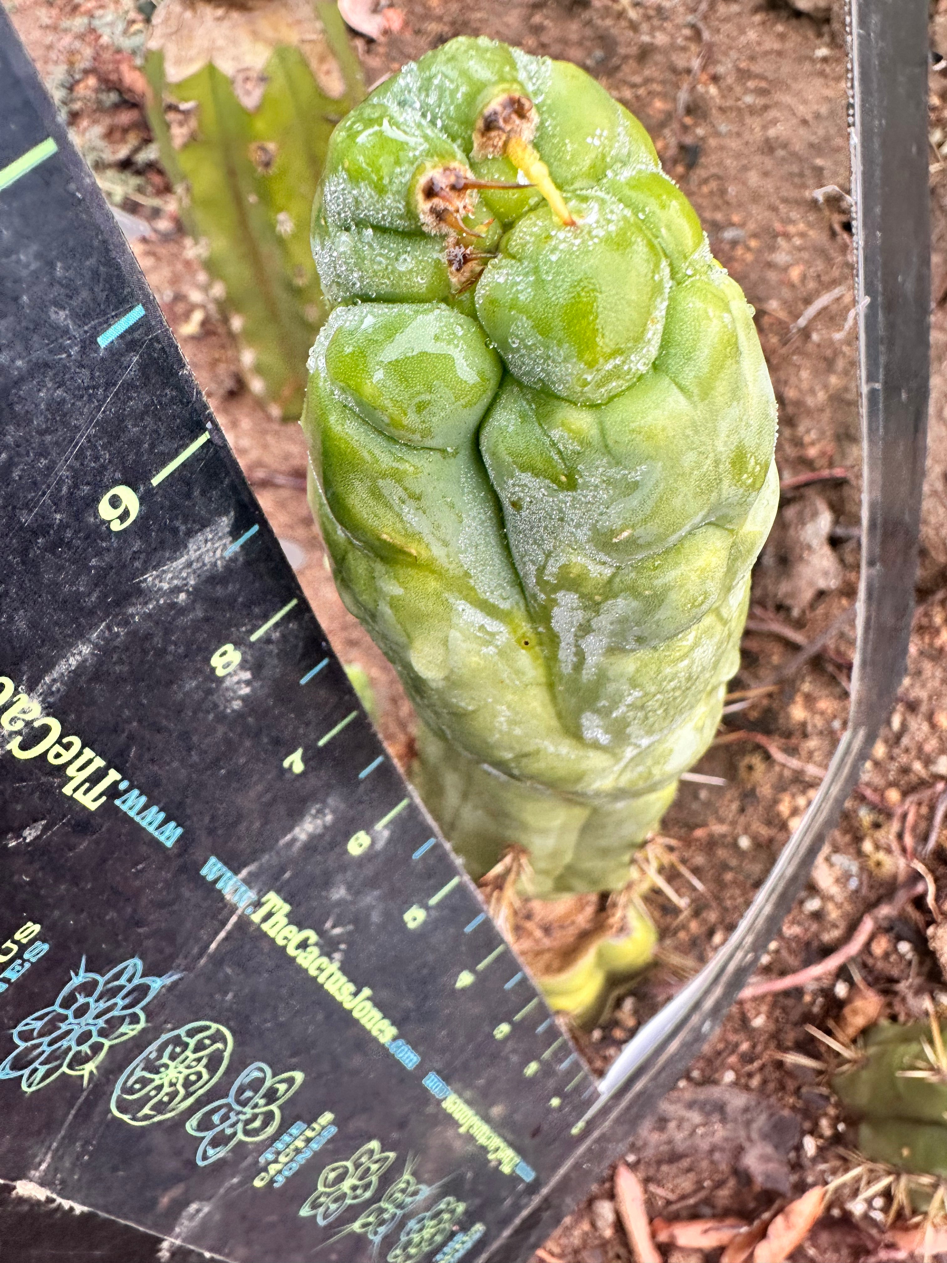 💎👑 Bruce’s Dragon — 9” Pup
