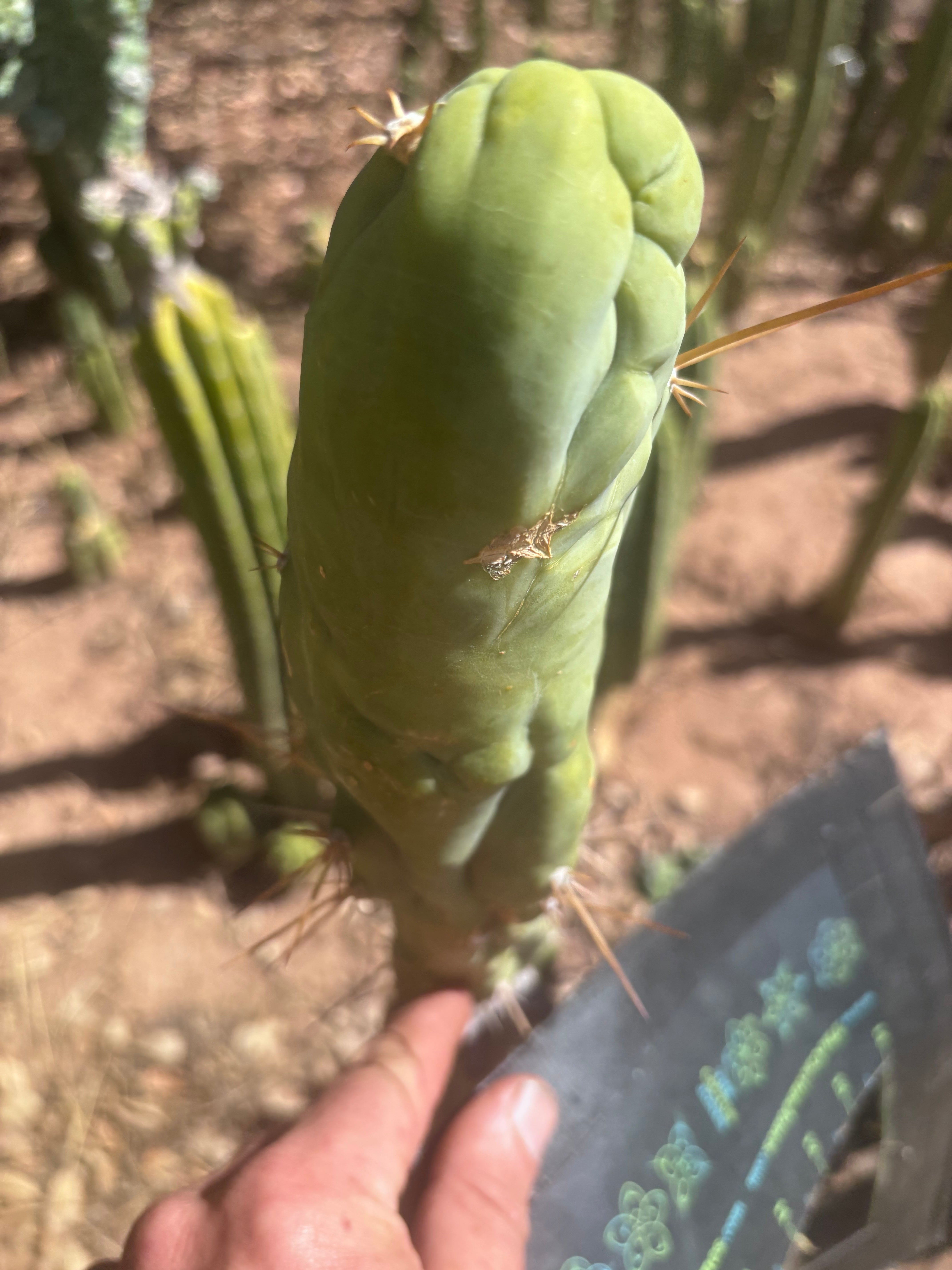 💎👑 Bruce’s Dragon — Chonky 8” Tip