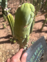 💎👑 Bruce’s Dragon — Chonky 8” Tip