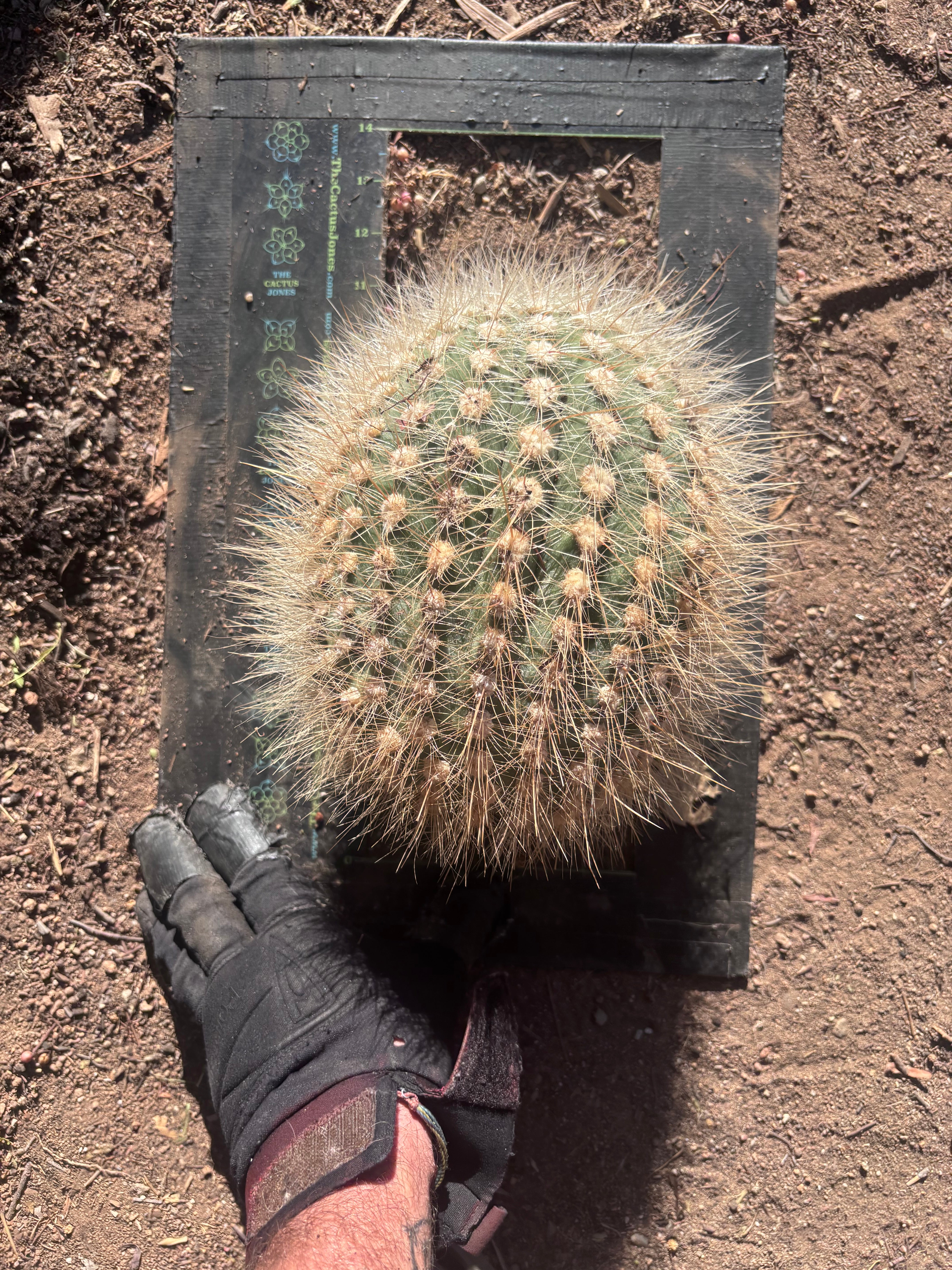 💎 T. Atacamensis — 10” x 8” Melon