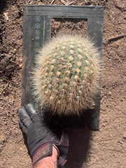 💎 T. Atacamensis — 10” x 8” Melon