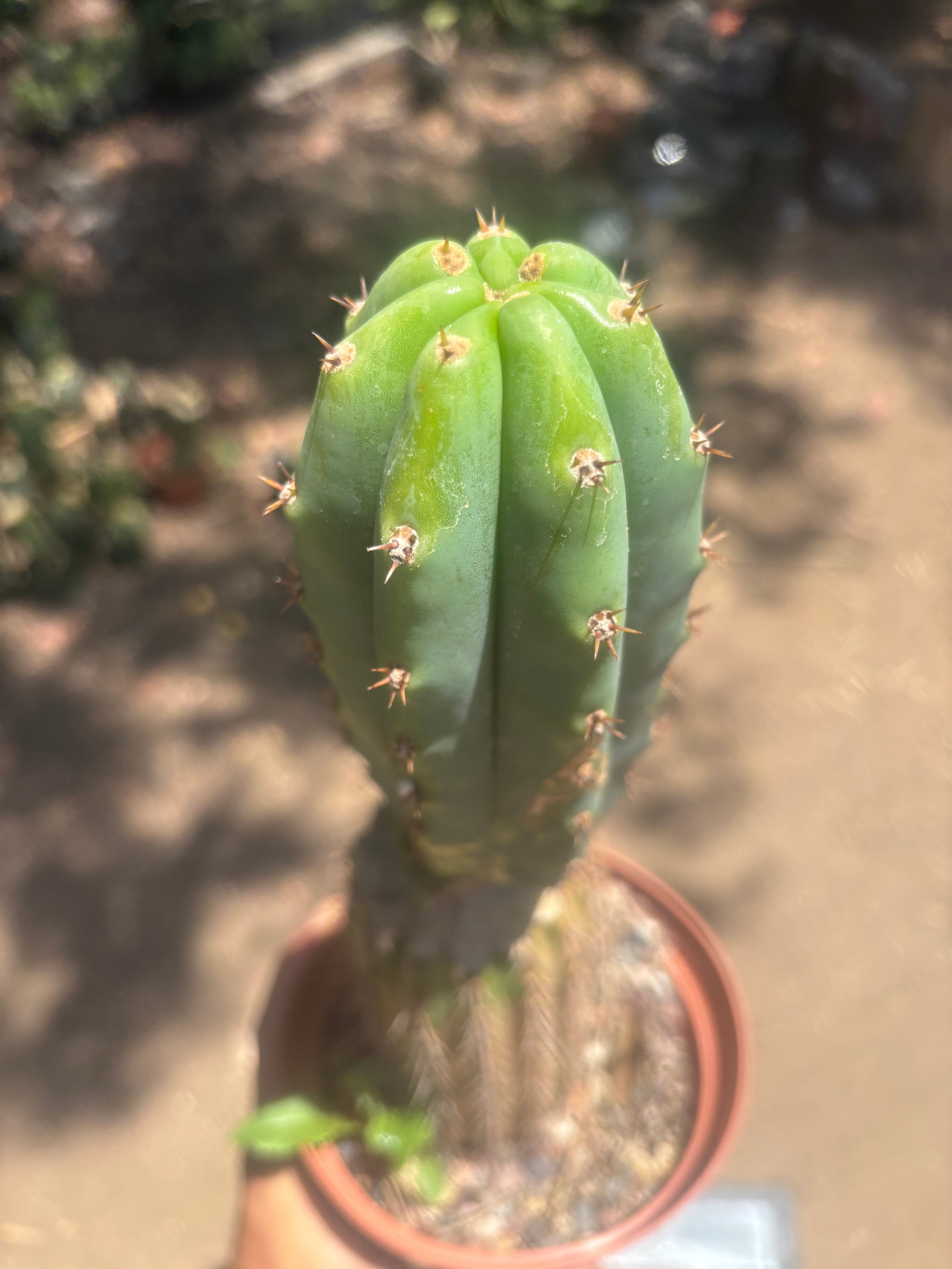 💎👑🔰 VFV — Ventucky x Fillmore Variegated — Rooted Slab Graft w/ Big Pup
