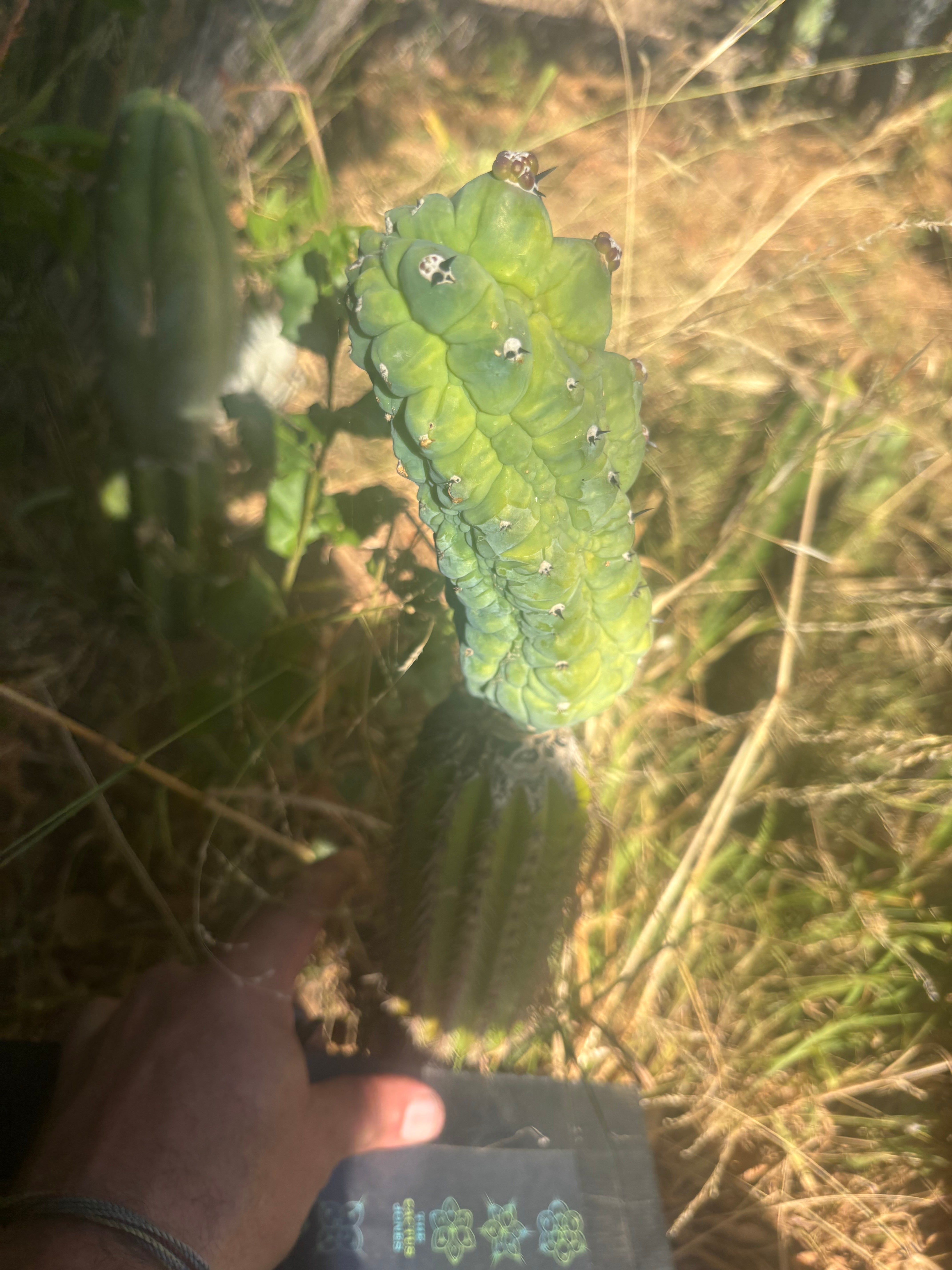 👑💎 Glorp — Year Old Graft on Spachianus