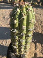 💎 TAQ — *MASSIVE* 18” Tip
