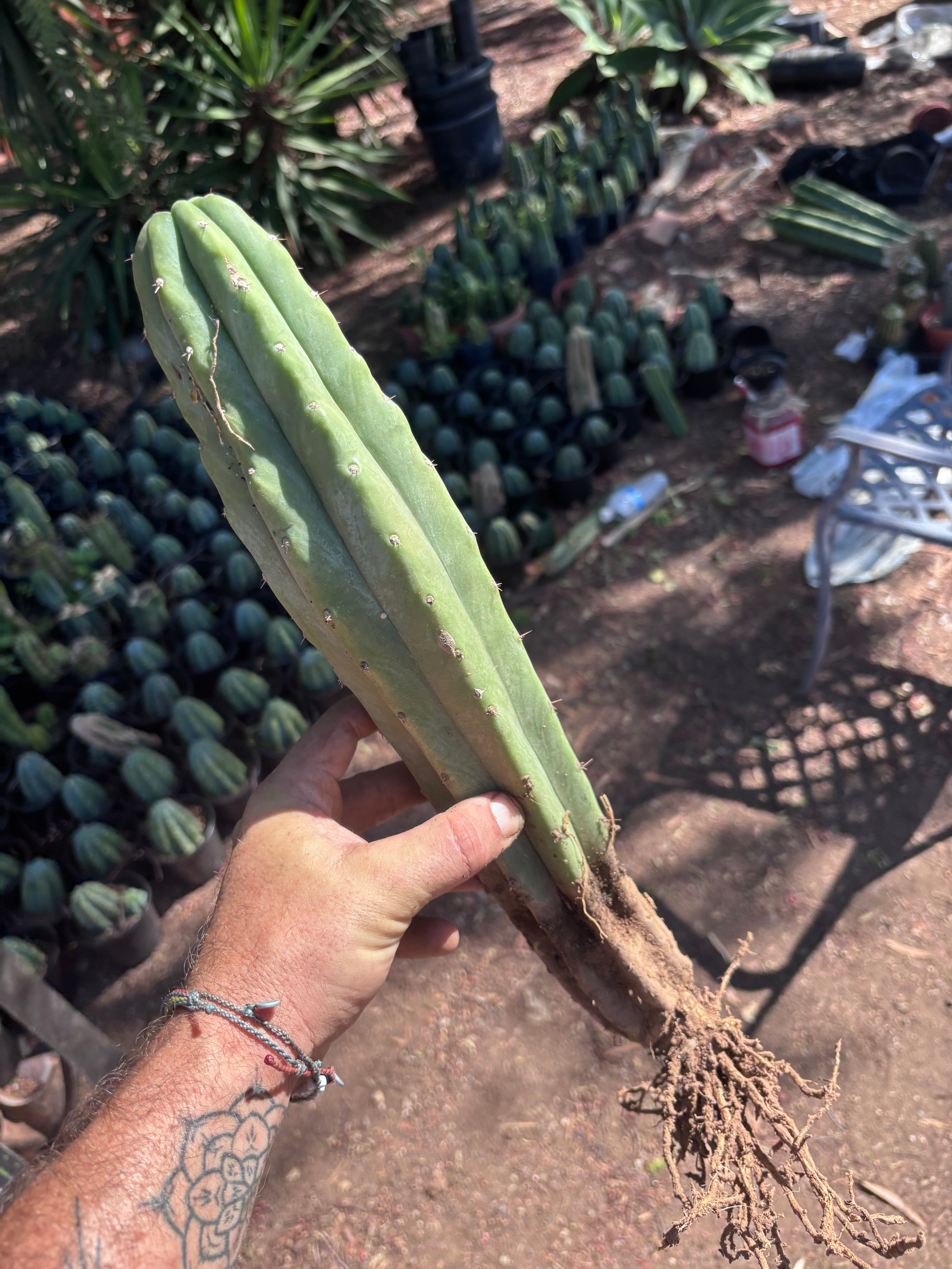 👑🌶️🌶️ Landfill — XL Rooted 16”